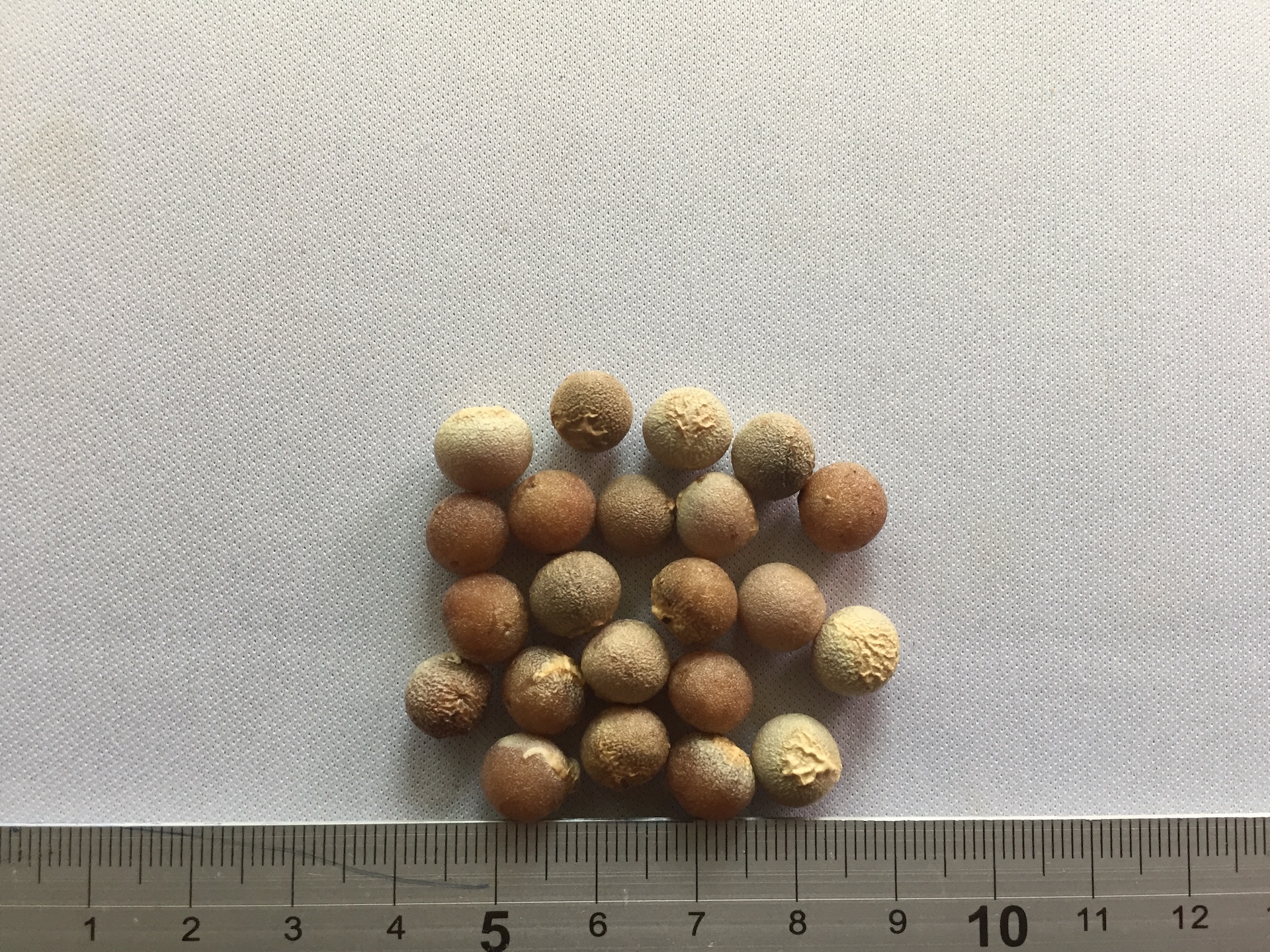 용혈수 씨앗 Dracaena draco seed