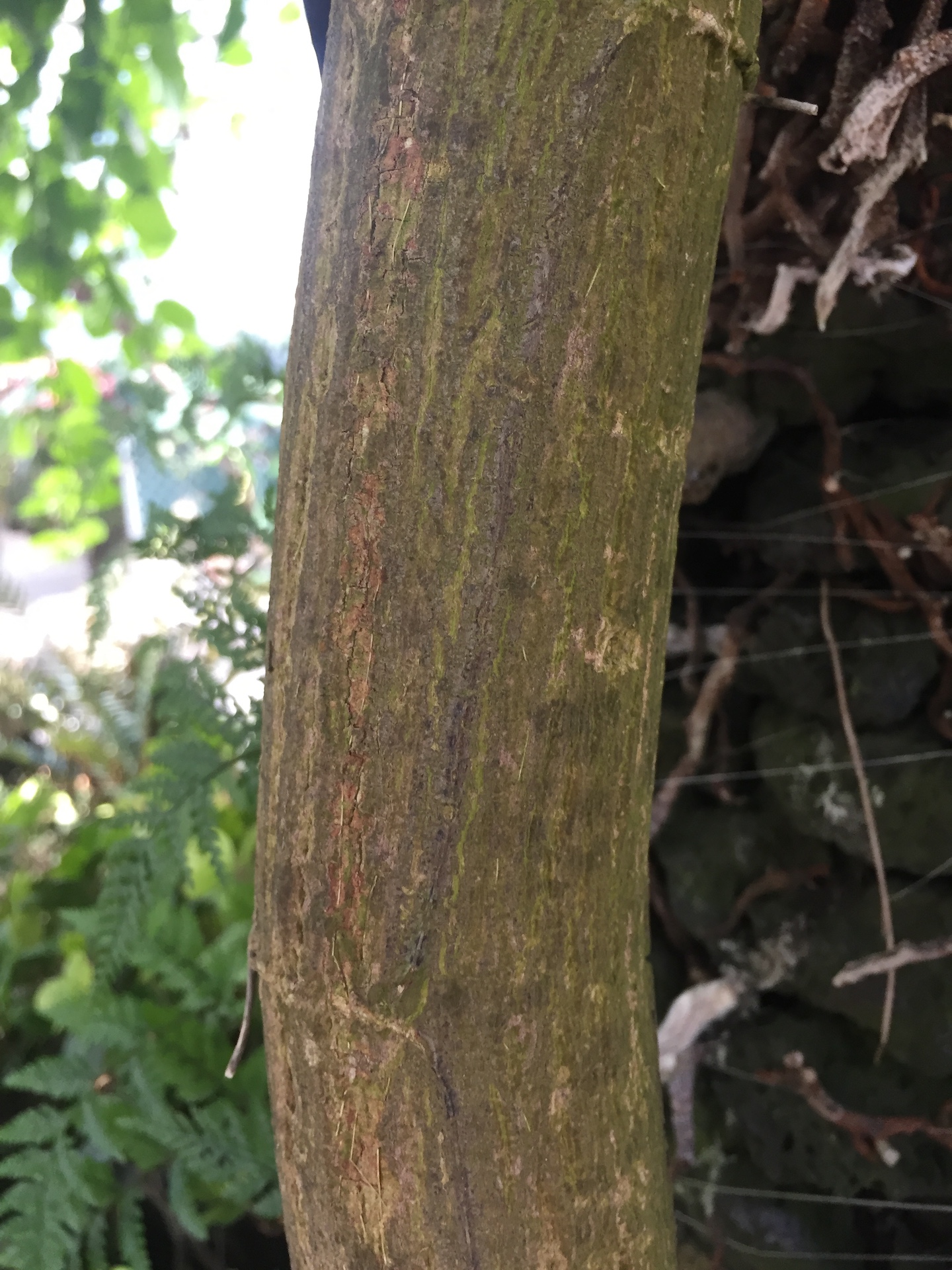 시계초줄기 Passiflora caerulea trunk