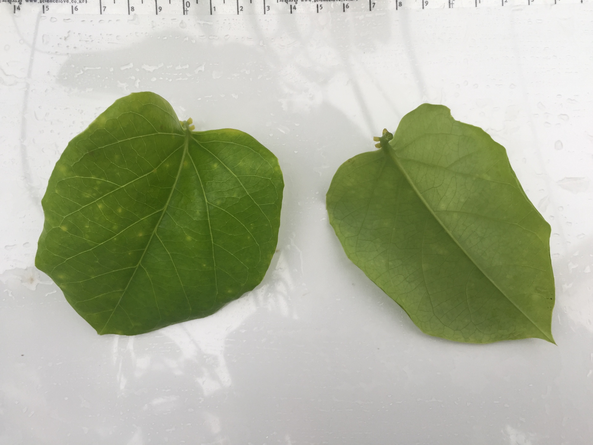 시계초 잎 Passiflora caerulea leaf
