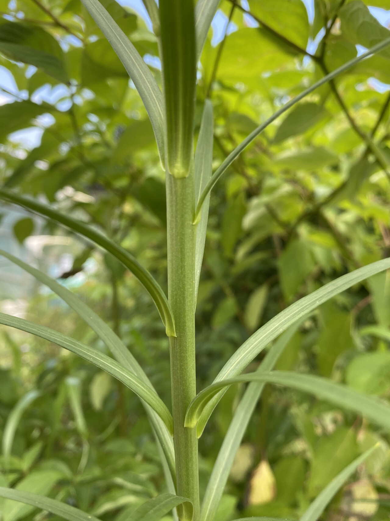 대만나리줄기 Lilium formosanum trunk