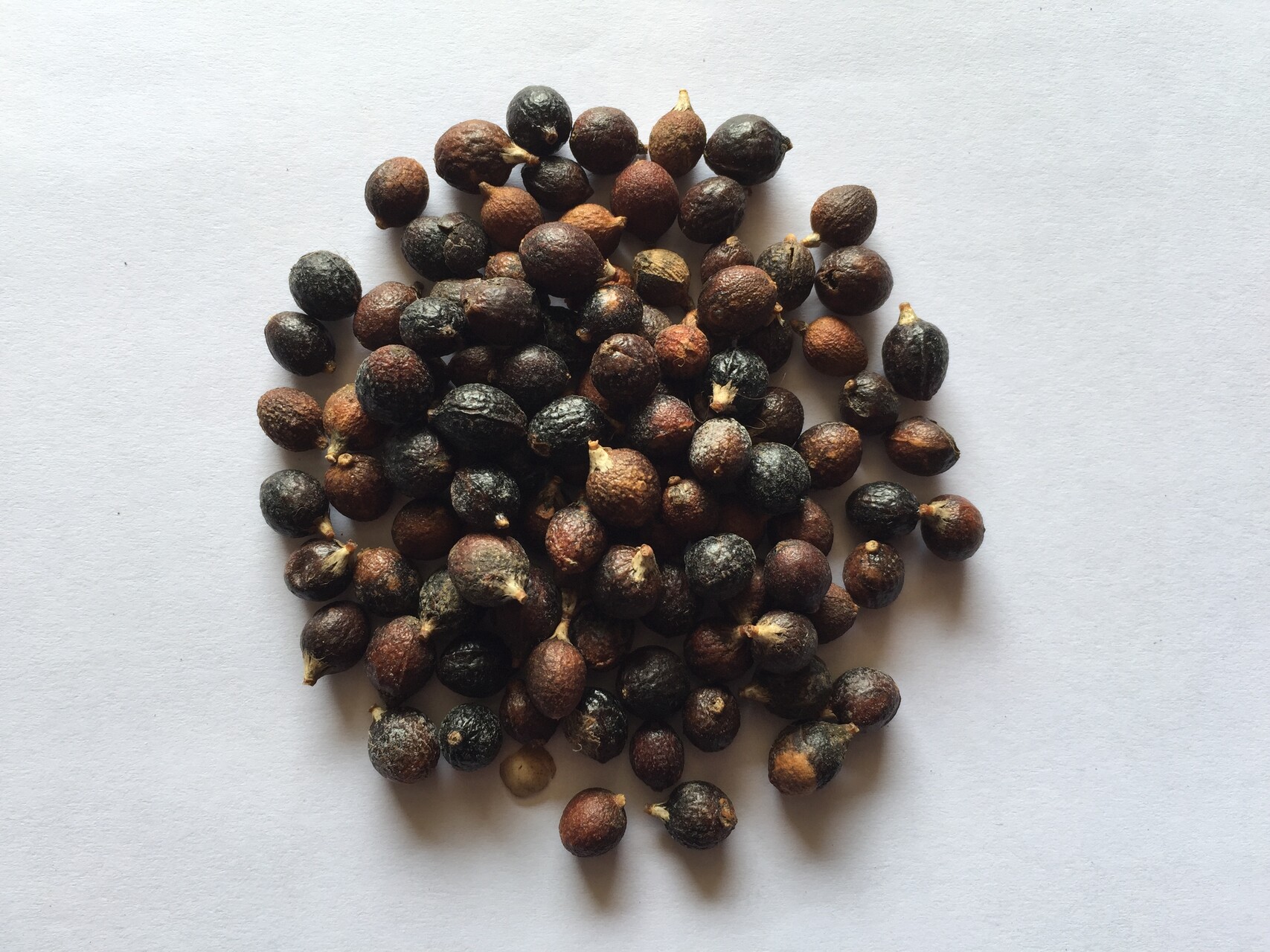 워싱턴야자 씨앗 Washingtonia filifera seed