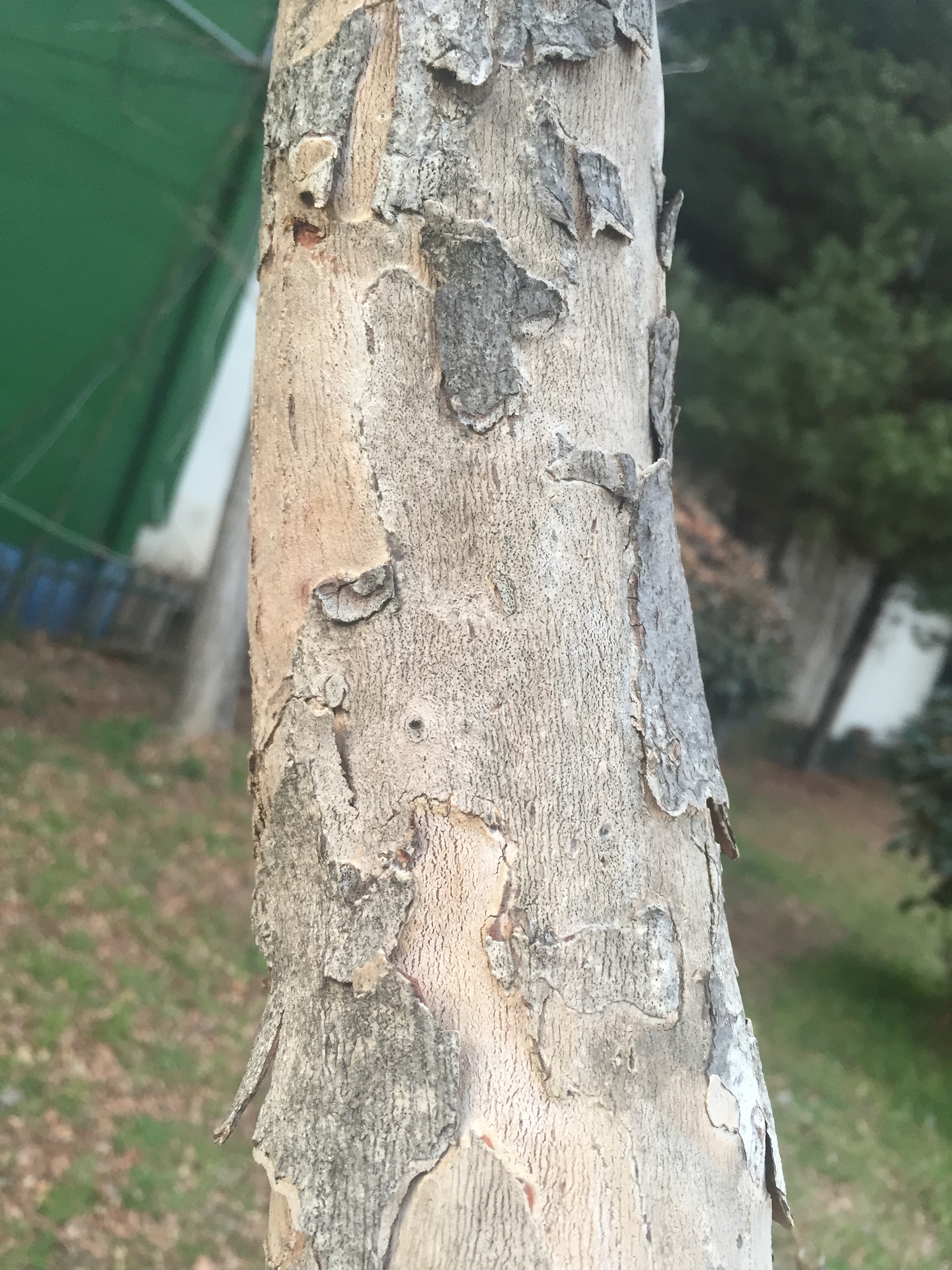 산수유줄기 Cornus officinalis Siebold & Zucc. trunk