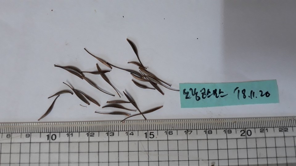 노랑코스모스 씨앗 Cosmos sulphureus Cav. seed