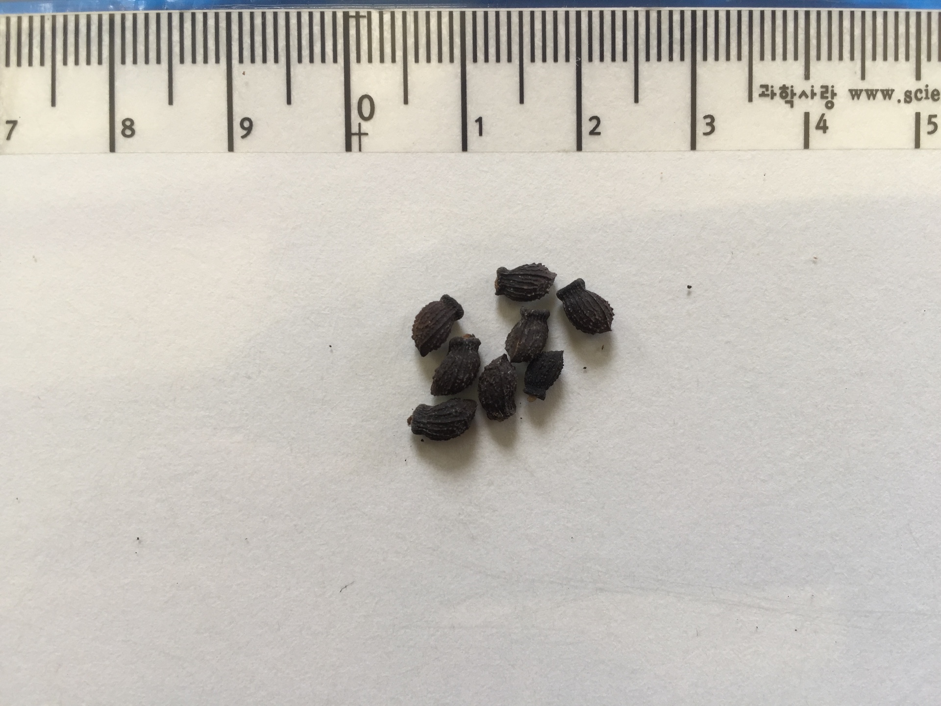 보리지 씨앗 Borago officinalis L. seed