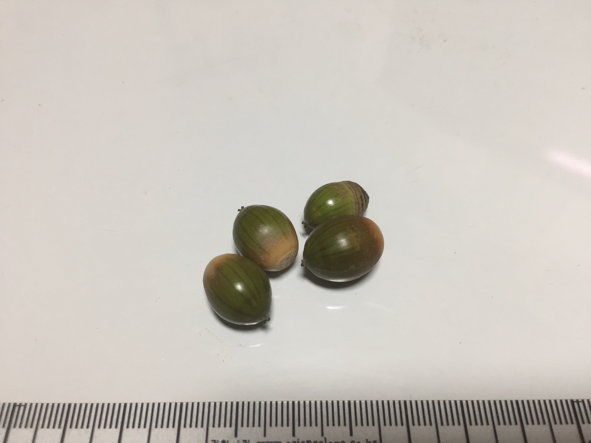 가시나무 씨앗 Quercus myrsinaefolia Blume seed
