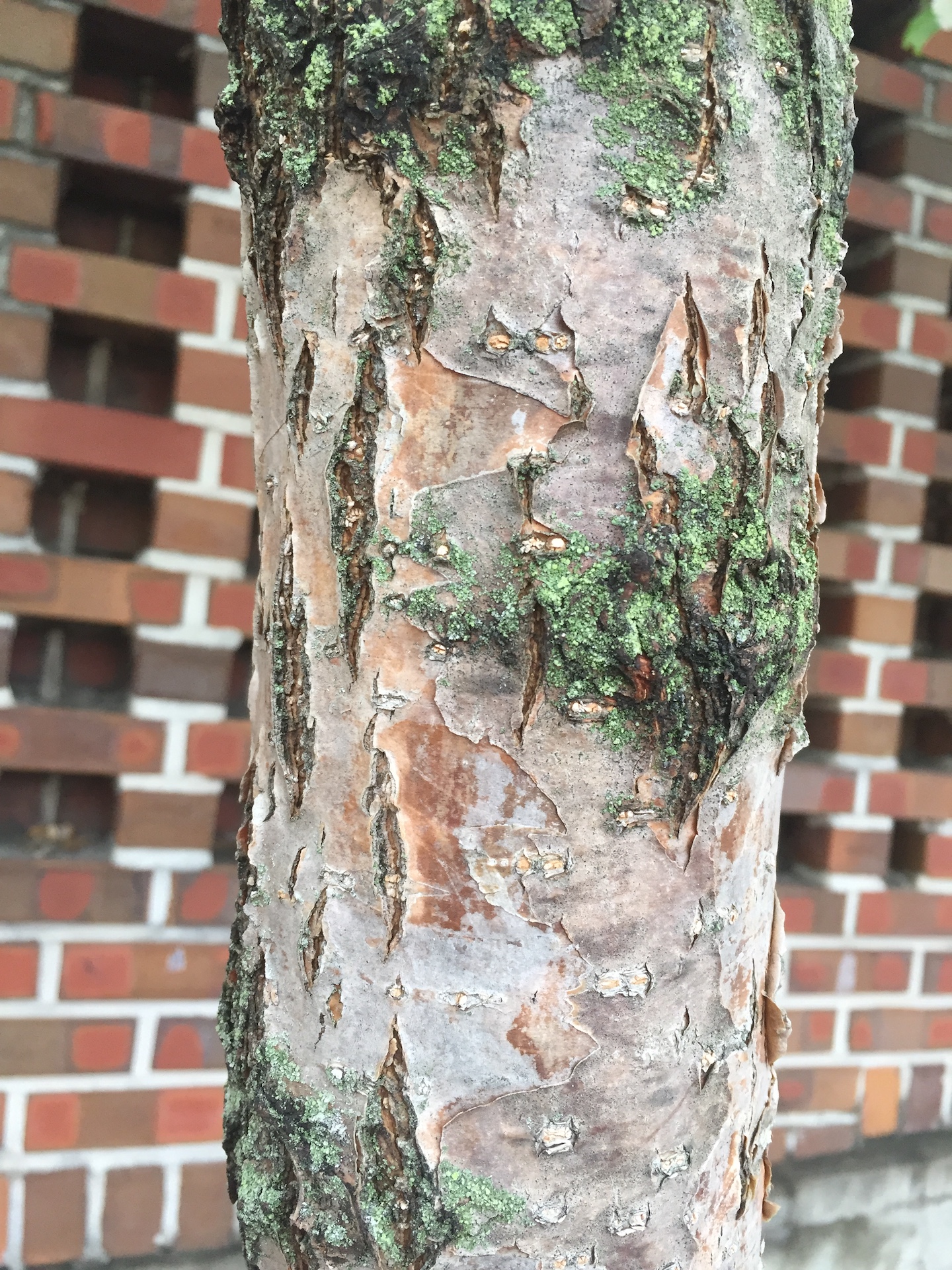 이팝나무줄기 Chionanthus retusus Lindl. & Paxton trunk