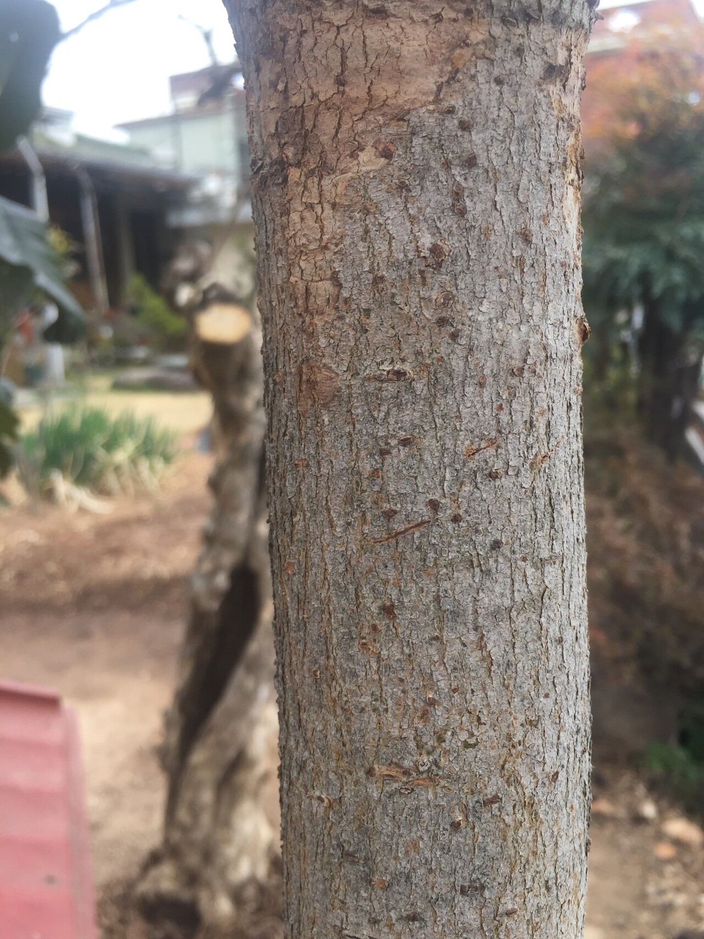 비파나무줄기 Eriobotrya japonica (Thunb.) Lindl. trunk