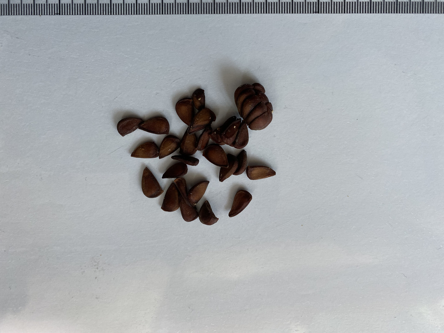 모과나무 씨앗 Chaenomeles sinensis seed