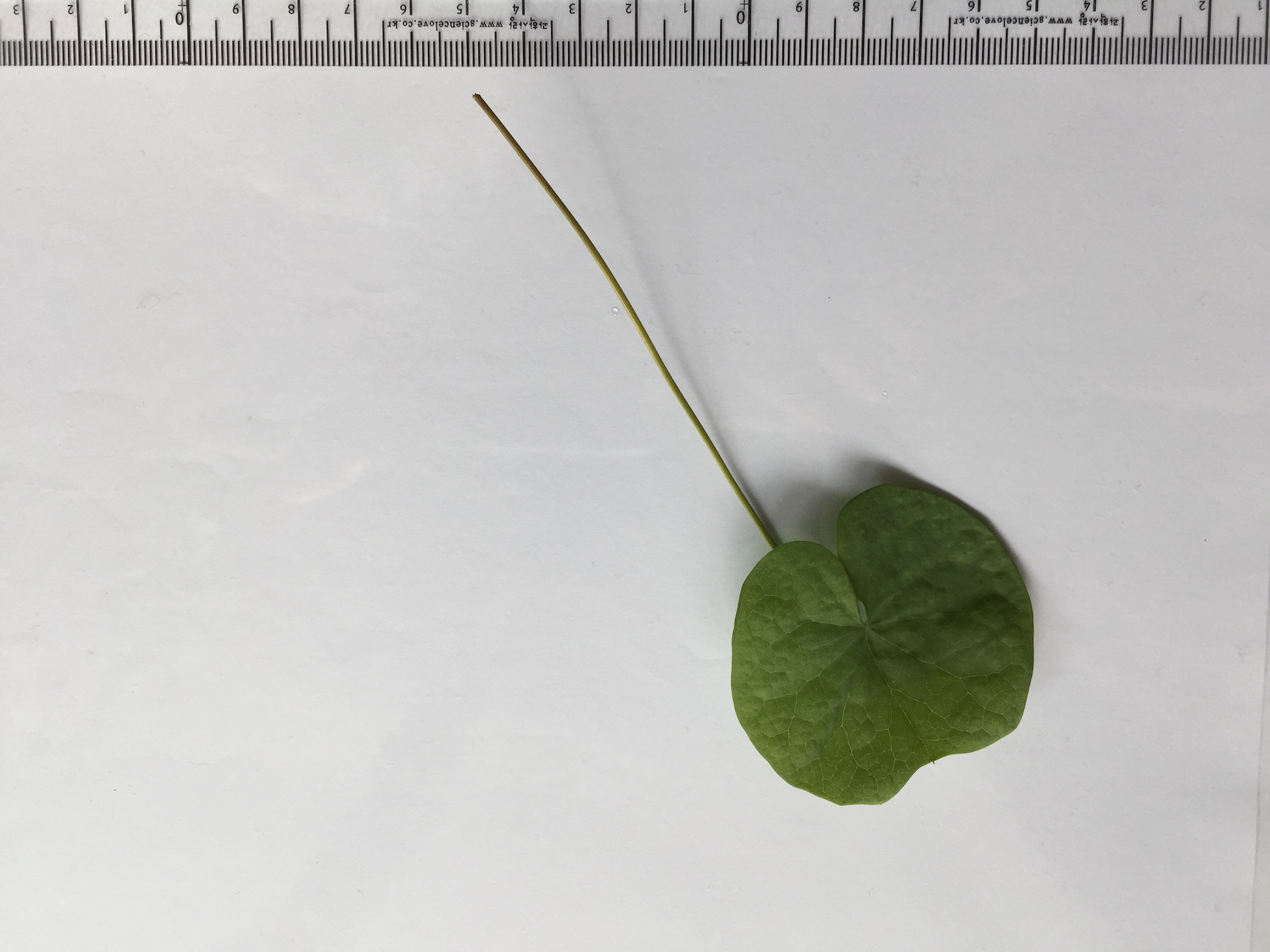 깽깽이풀 잎 Jeffersonia dubia leaf