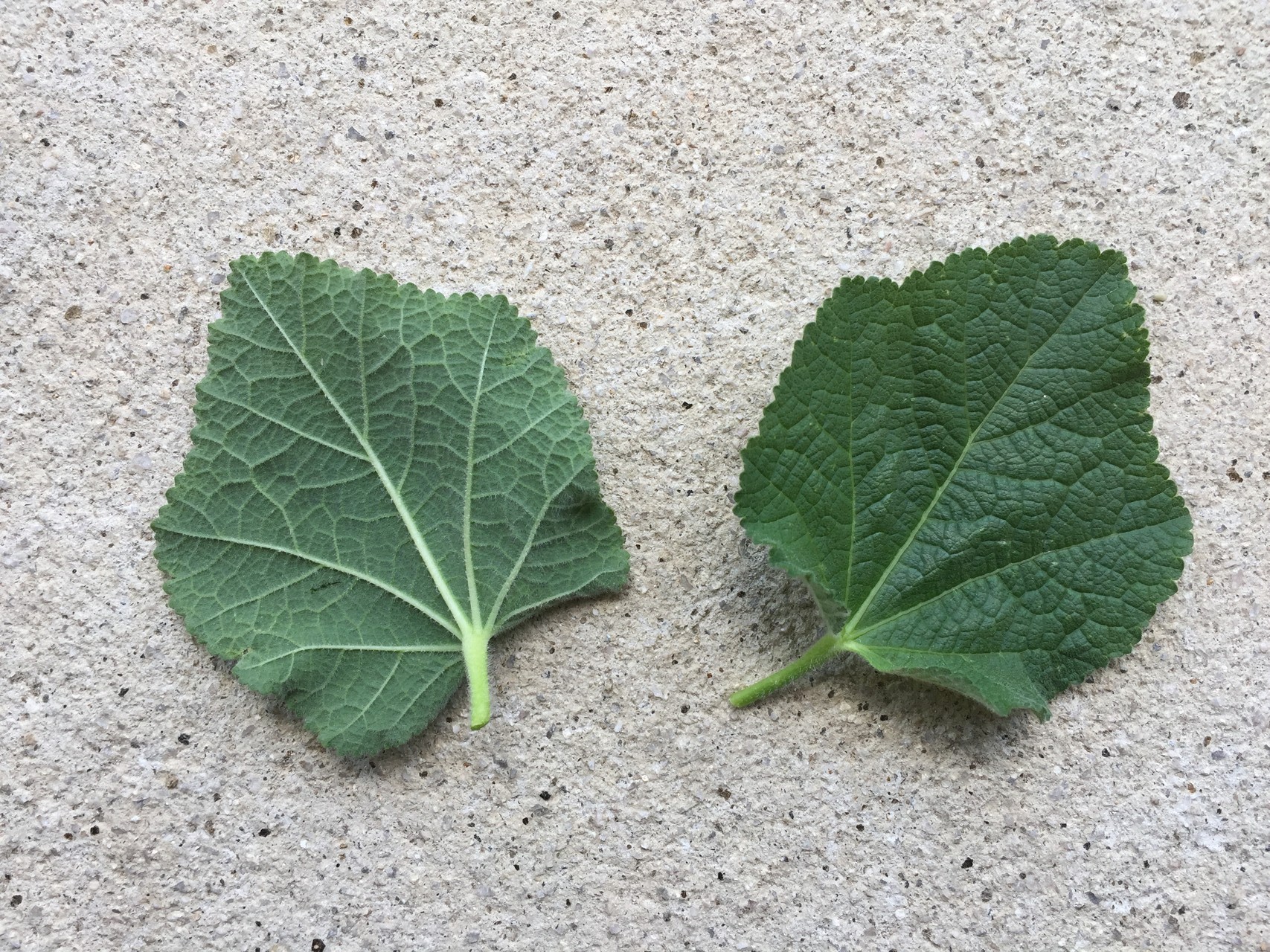 접시꽃 잎 Althaea rosea leaf