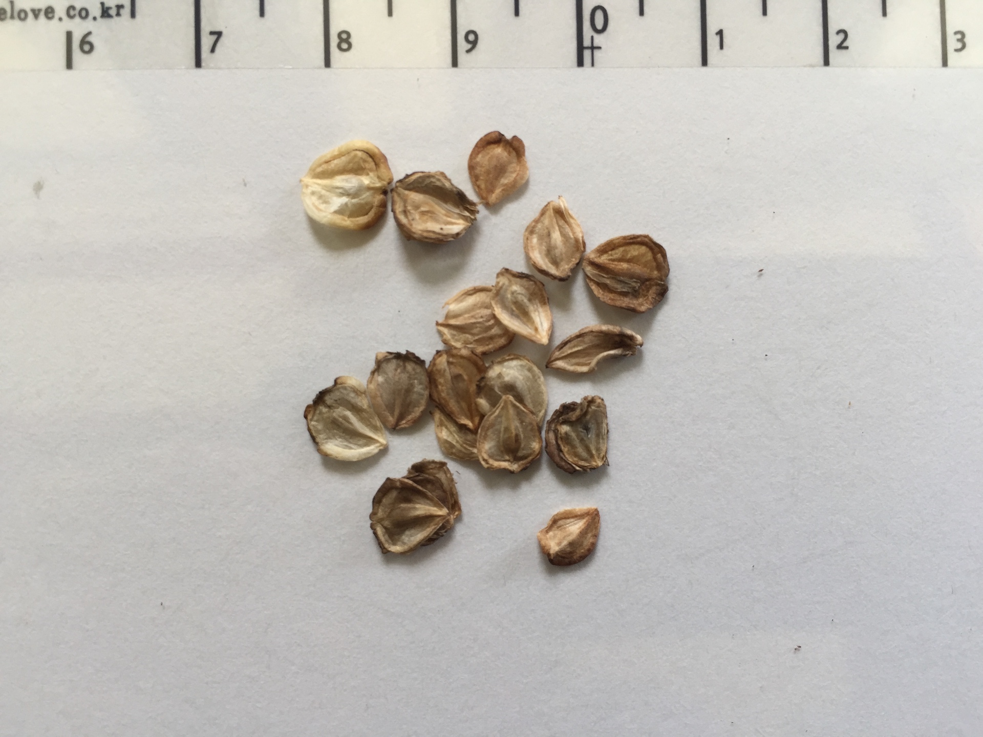 오스테오스펄멈 씨앗 Osteospermum ecklonis seed
