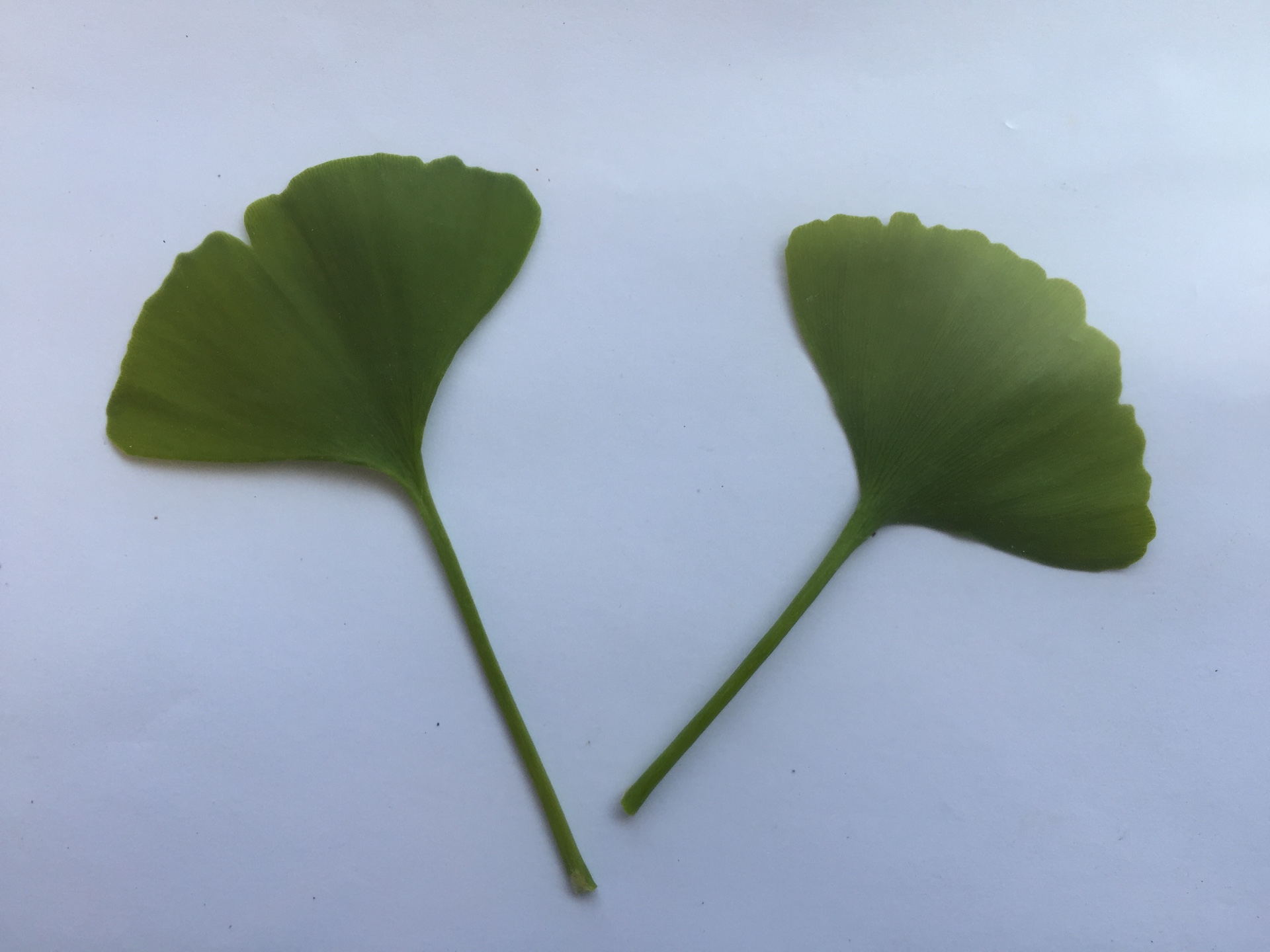 은행나무 잎 Ginkgo biloba L. leaf