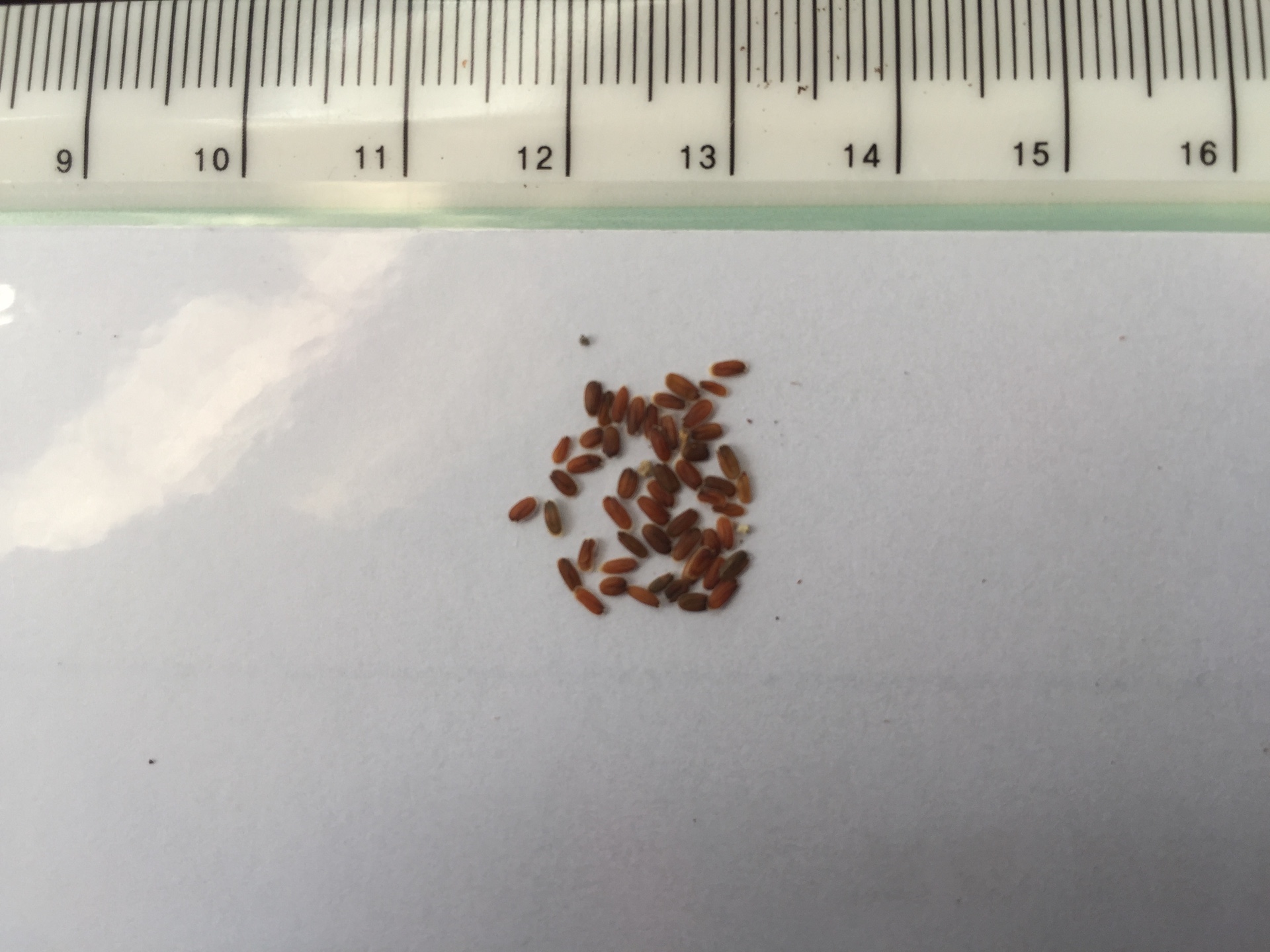 스토크 씨앗 Matthiola incana seed