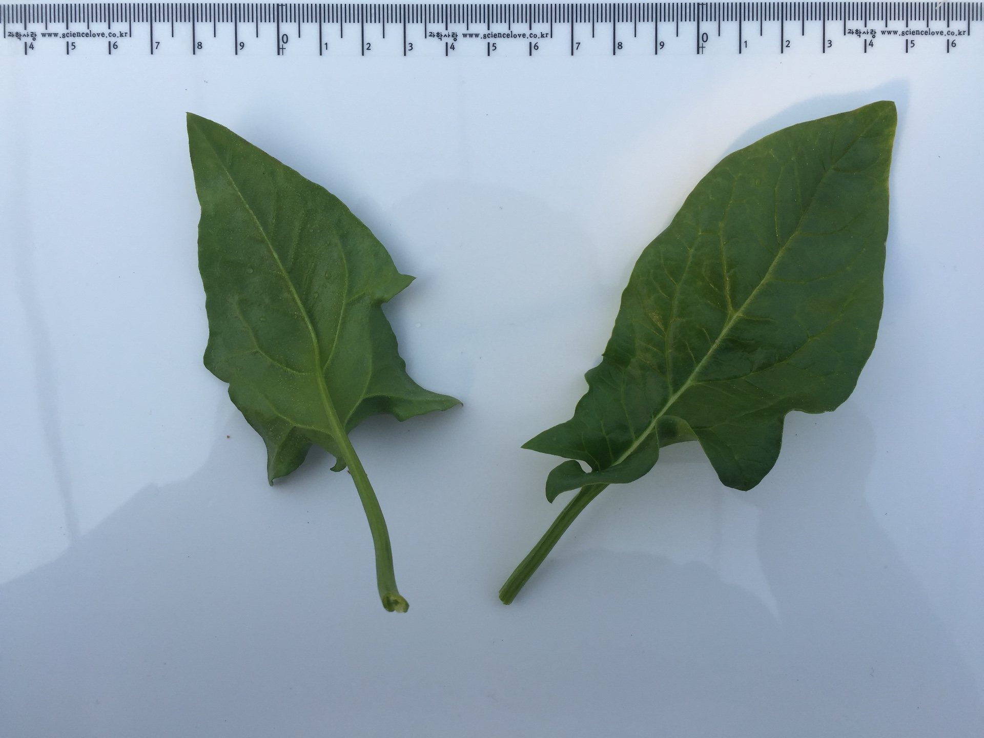 시금치 잎 Spinacia oleracea L. leaf