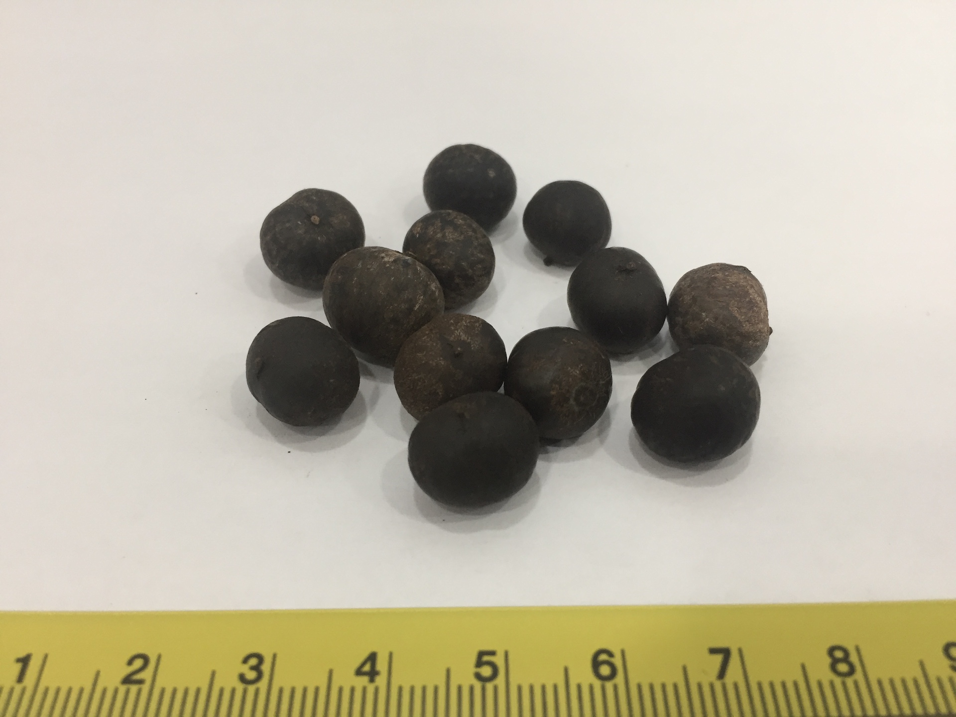 공작야자 씨앗 Caryota mitis seed