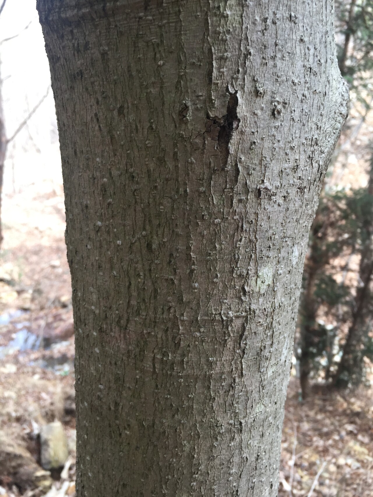 일본목련줄기 Magnolia obovata Thunb. trunk