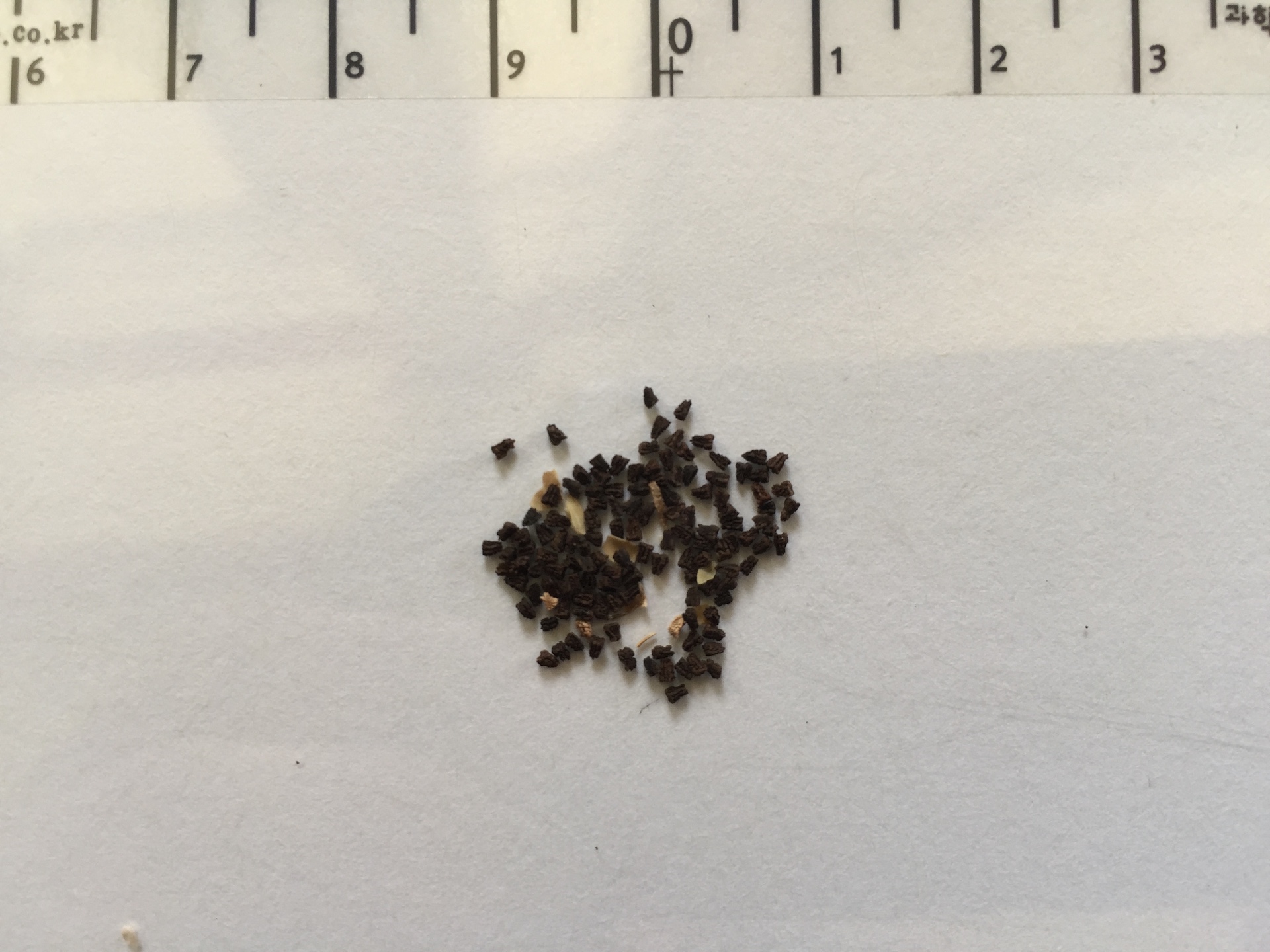 덩굴금어초 씨앗 Asarina procumbens Mill. seed