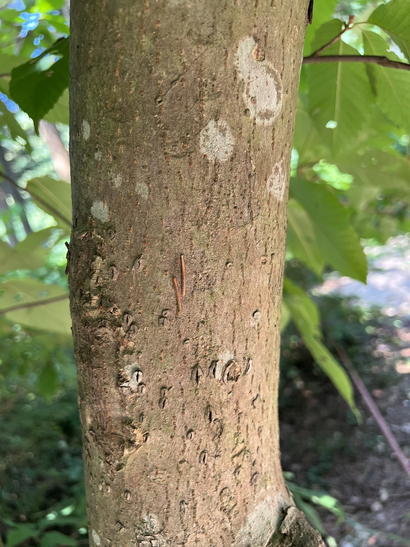 나도밤나무줄기 Meliosma myriantha Siebold & Zucc. trunk