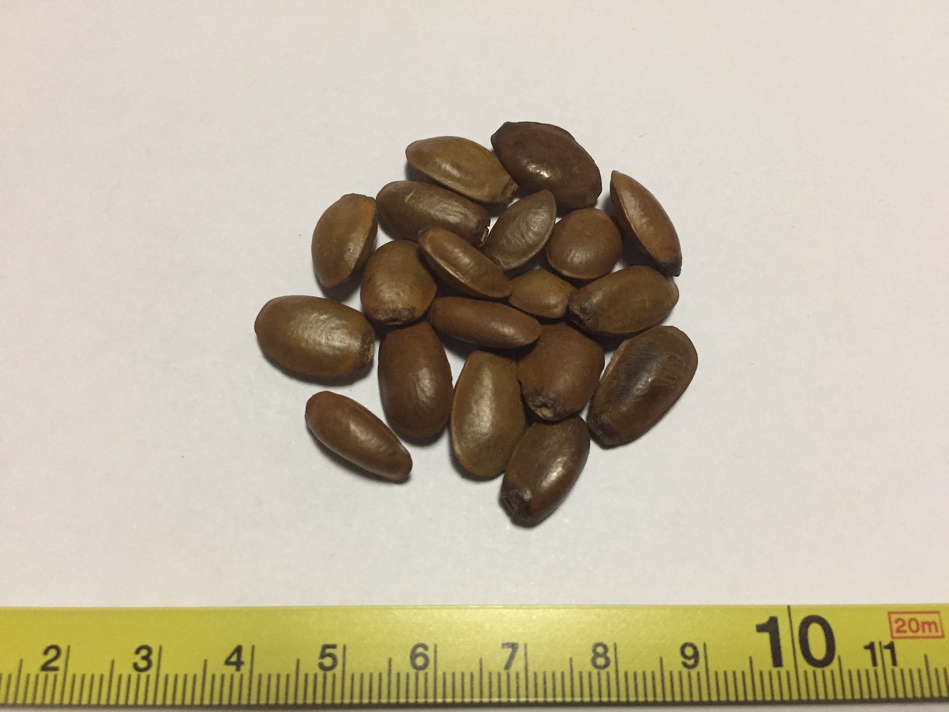 그라비올라 씨앗 Annona muricata L seed