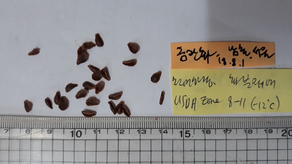 금관화 씨앗 Asclepias curassavica seed