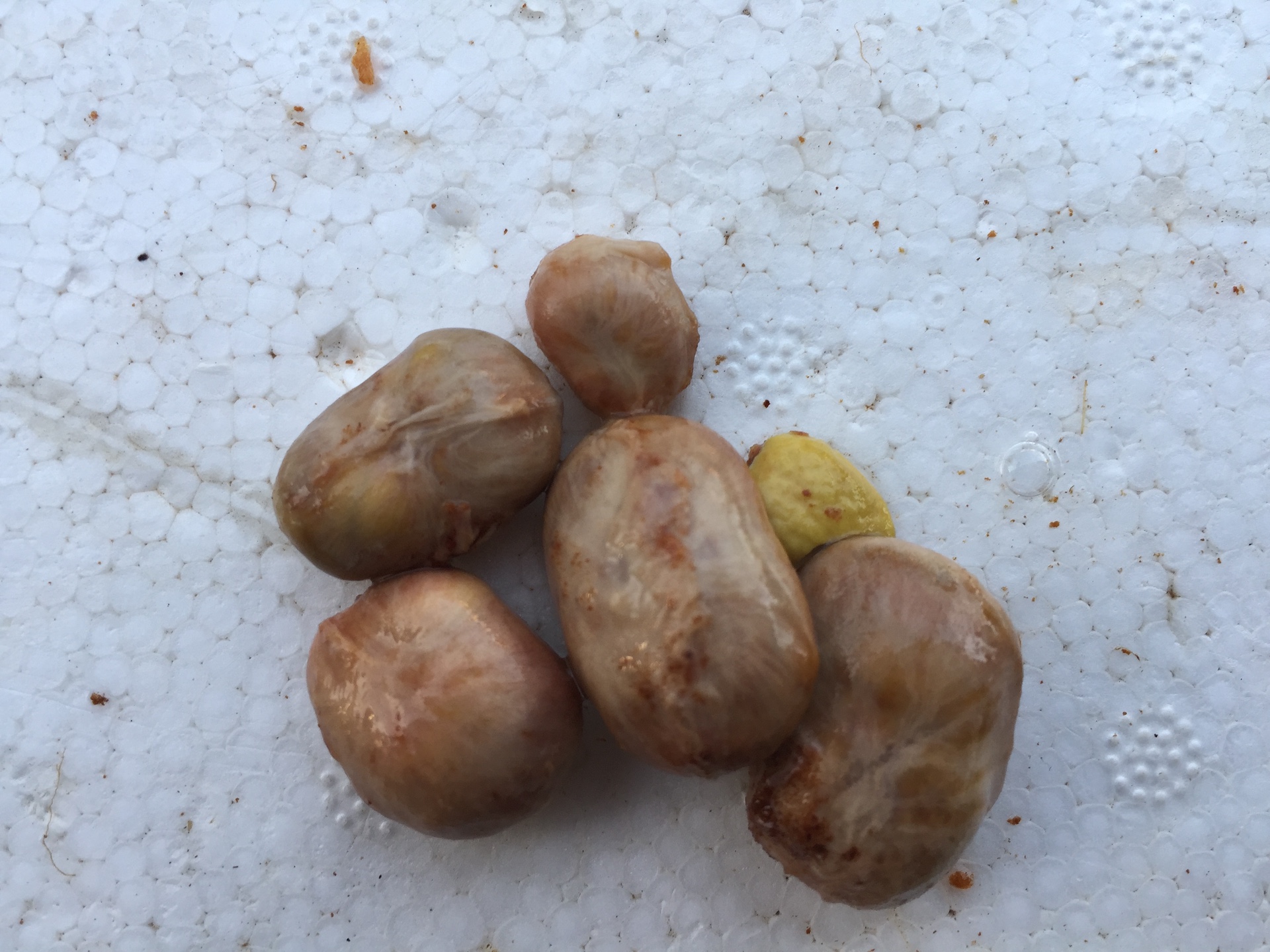 롱콩 씨앗 Lansium parasiticum seed