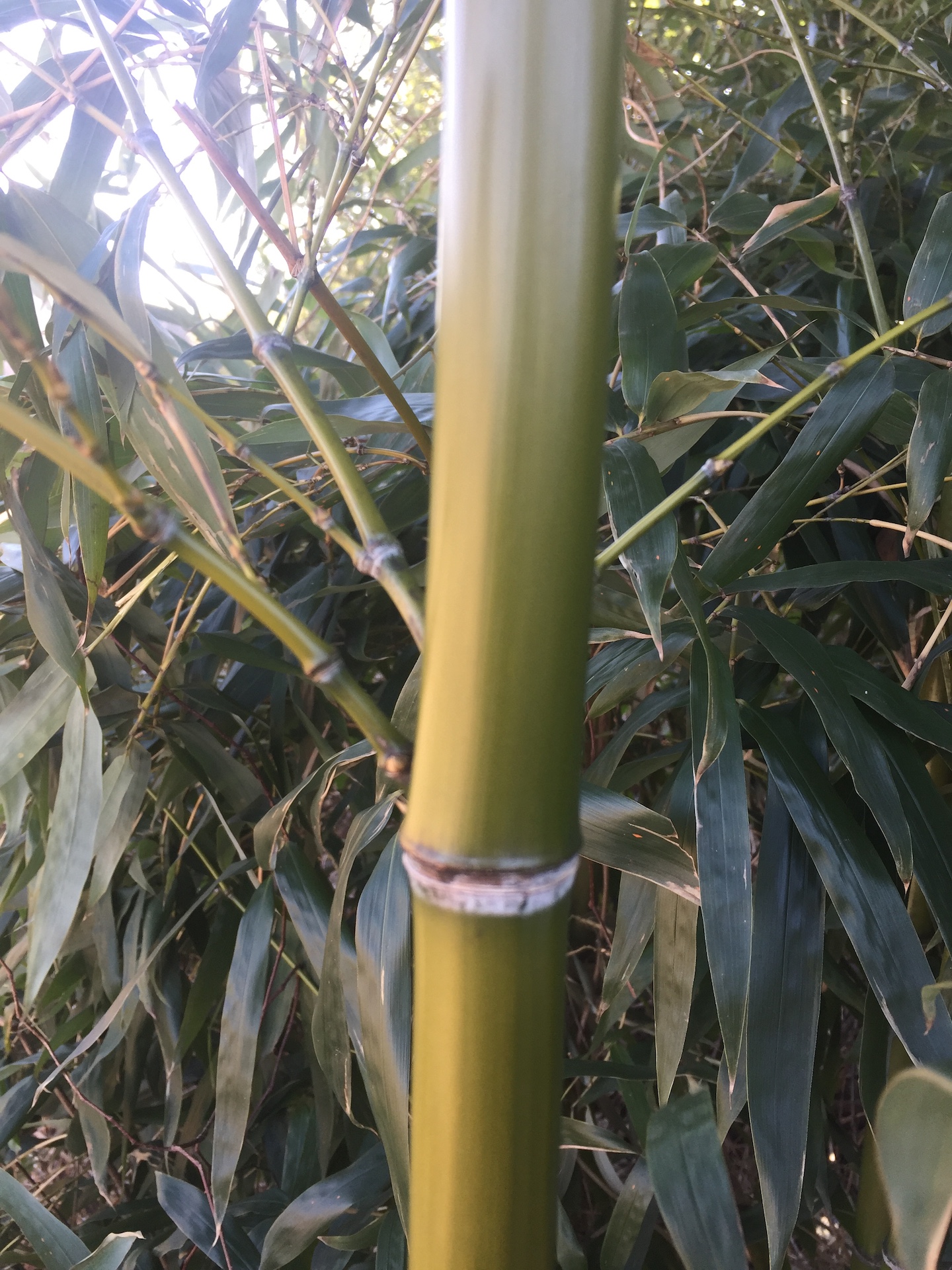 대나무줄기 Bambuseae trunk