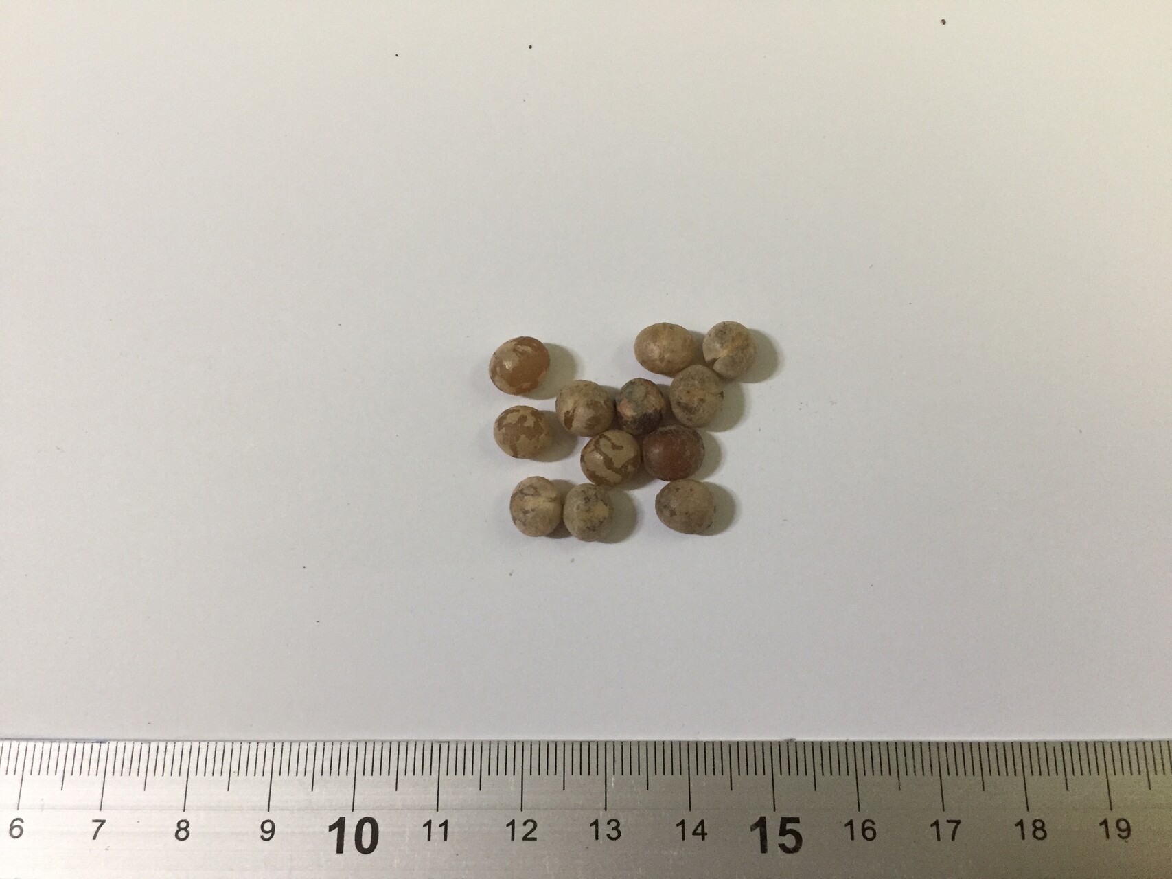 잔파 씨앗 Dracaena loureiri seed