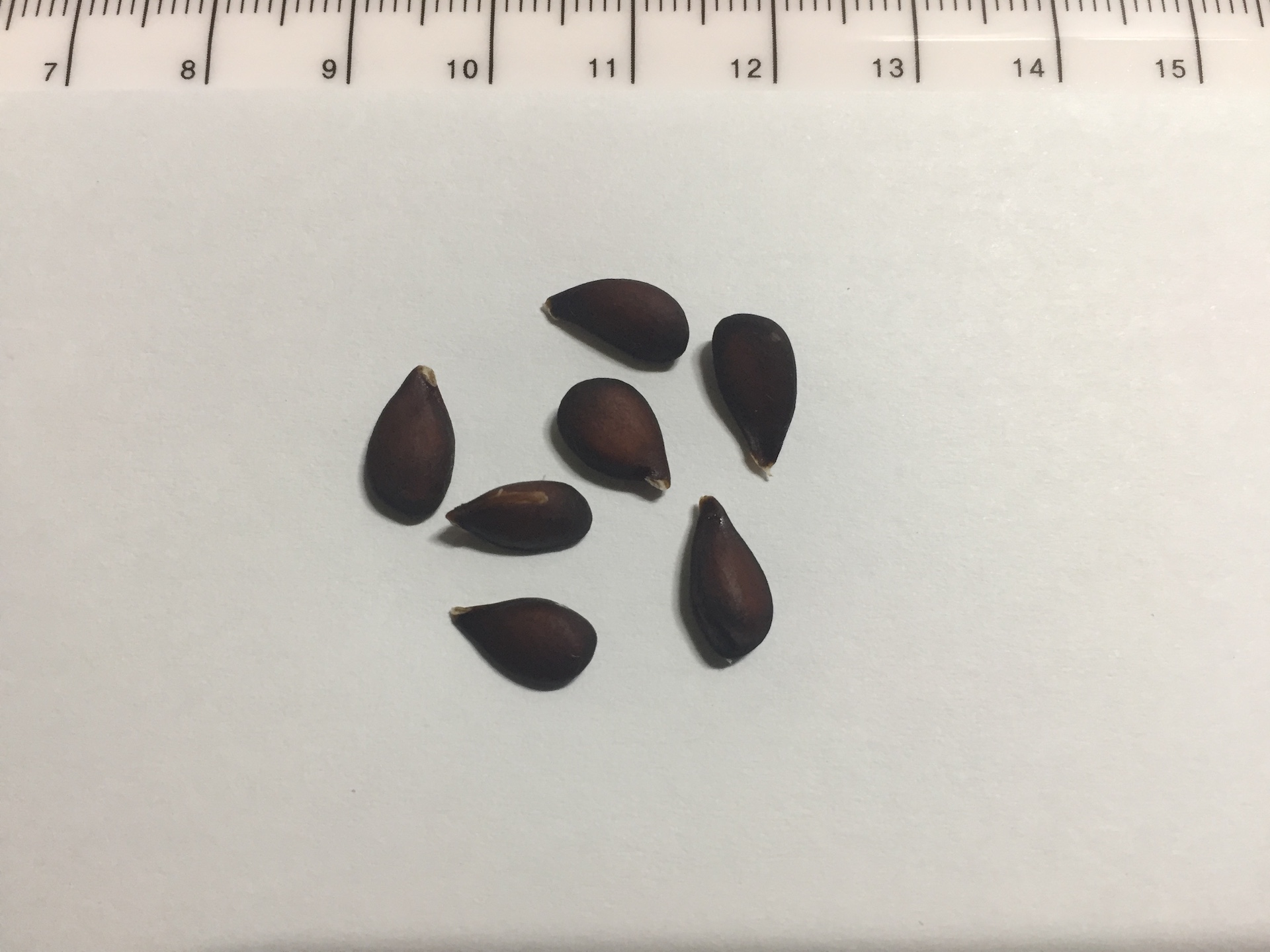 배나무 씨앗 Pyrus pyrifolia var.culta seed