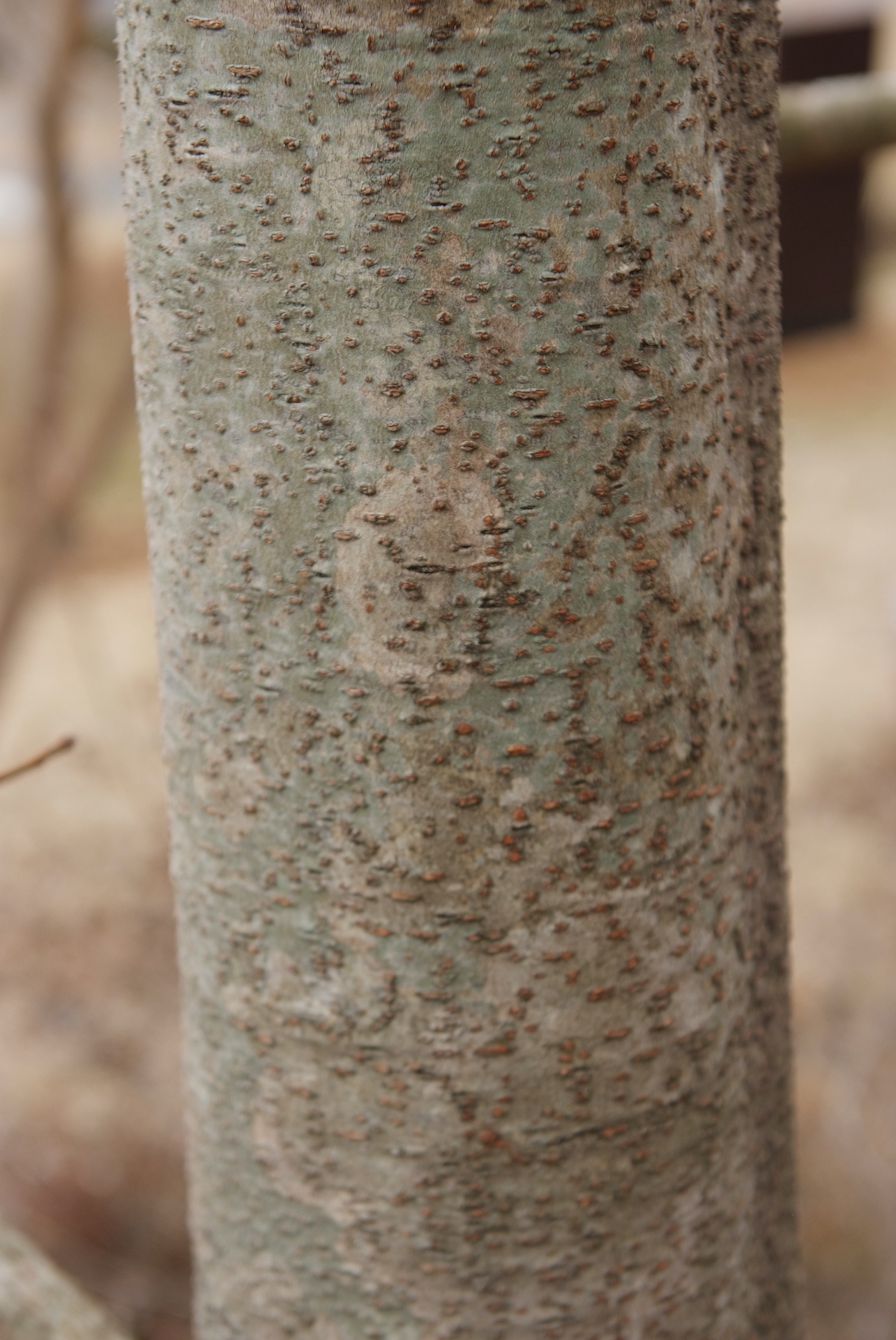 이나무줄기 Idesia polycarpa Maxim. trunk