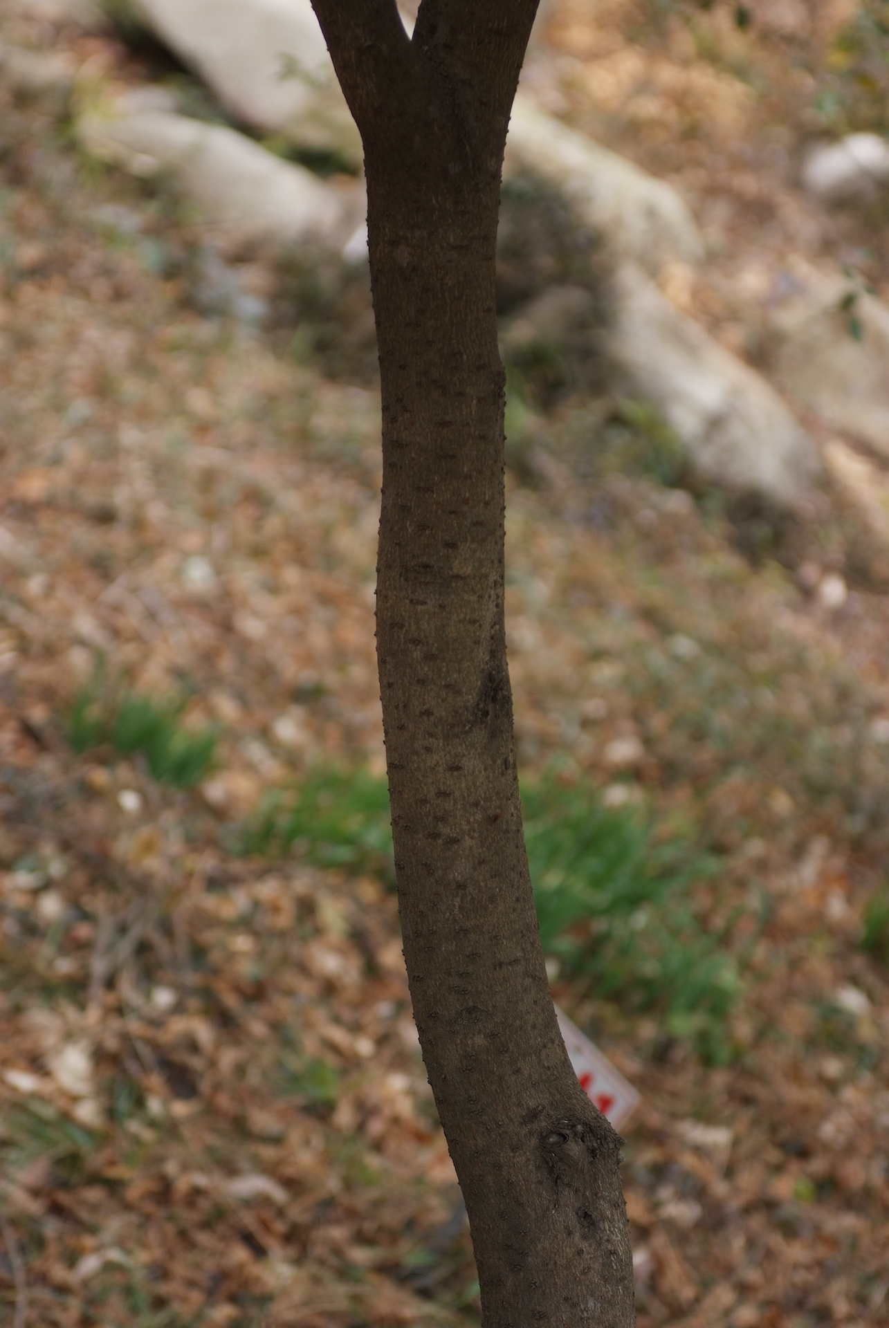 센달나무줄기 Machilus japonica Siebold & Zucc. trunk