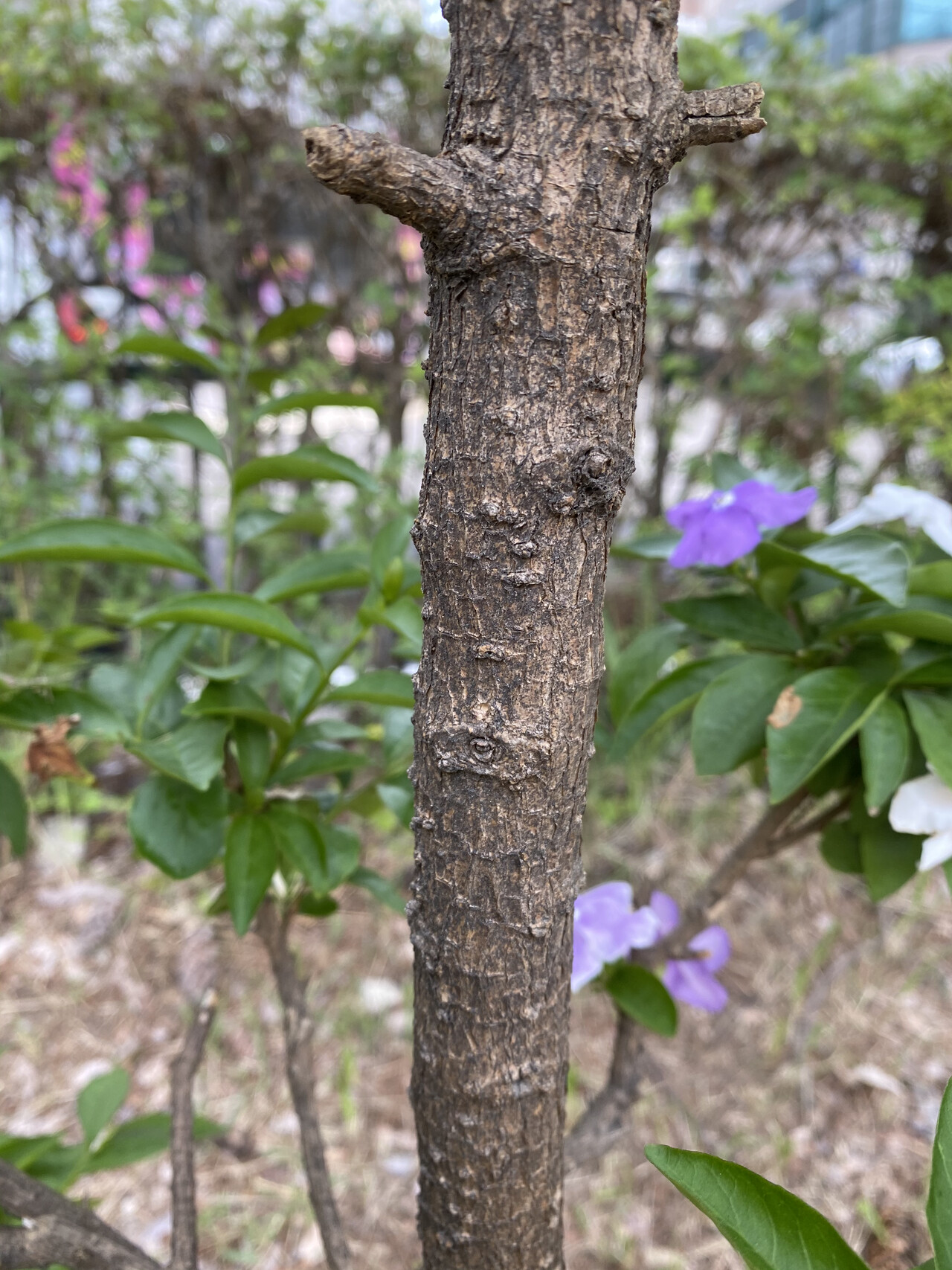 브룬펠시아줄기 Brunfelsia pauciflora trunk