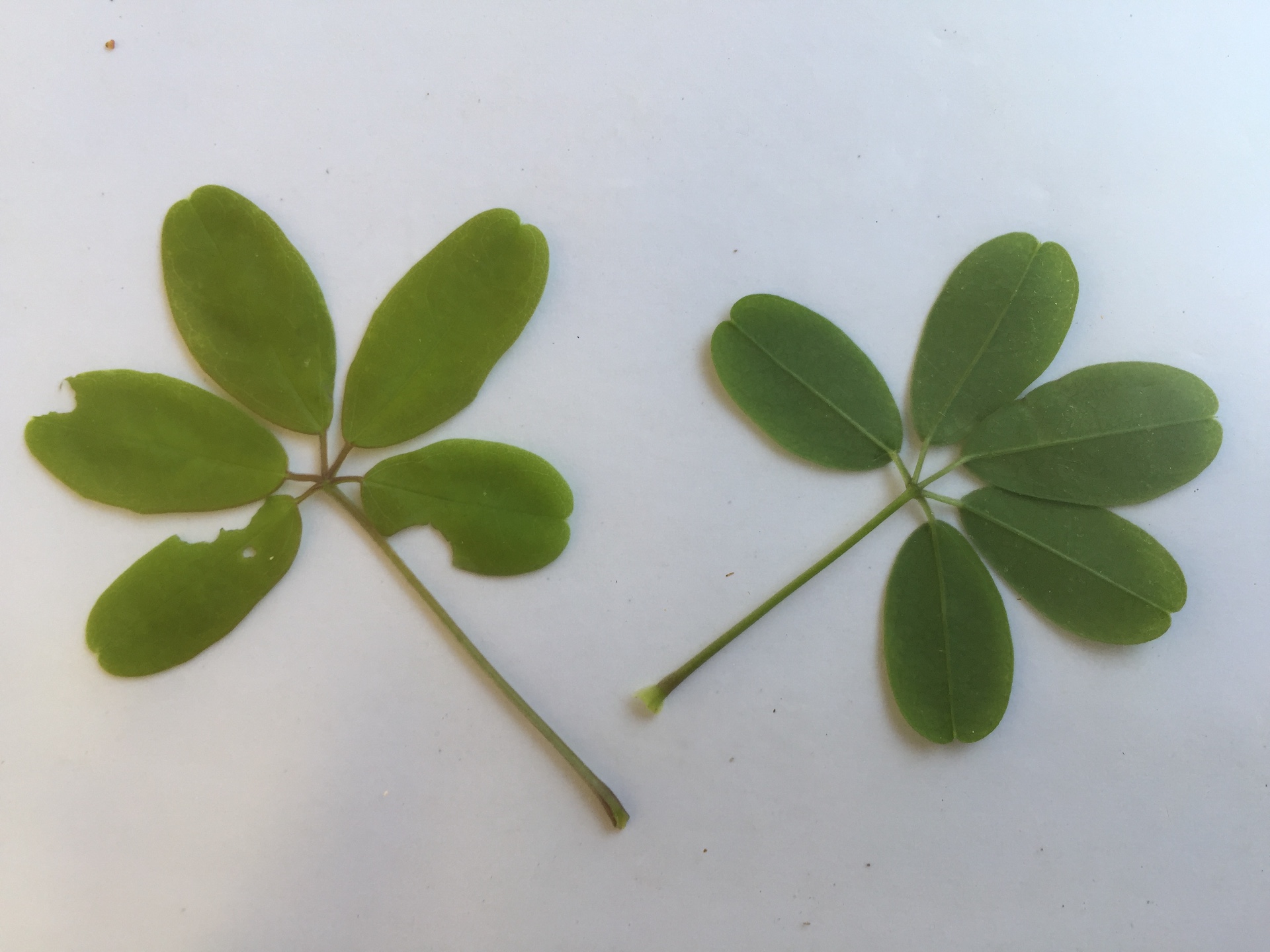 멀꿀 잎 Stauntonia hexaphylla (Thunb.) Decne. leaf