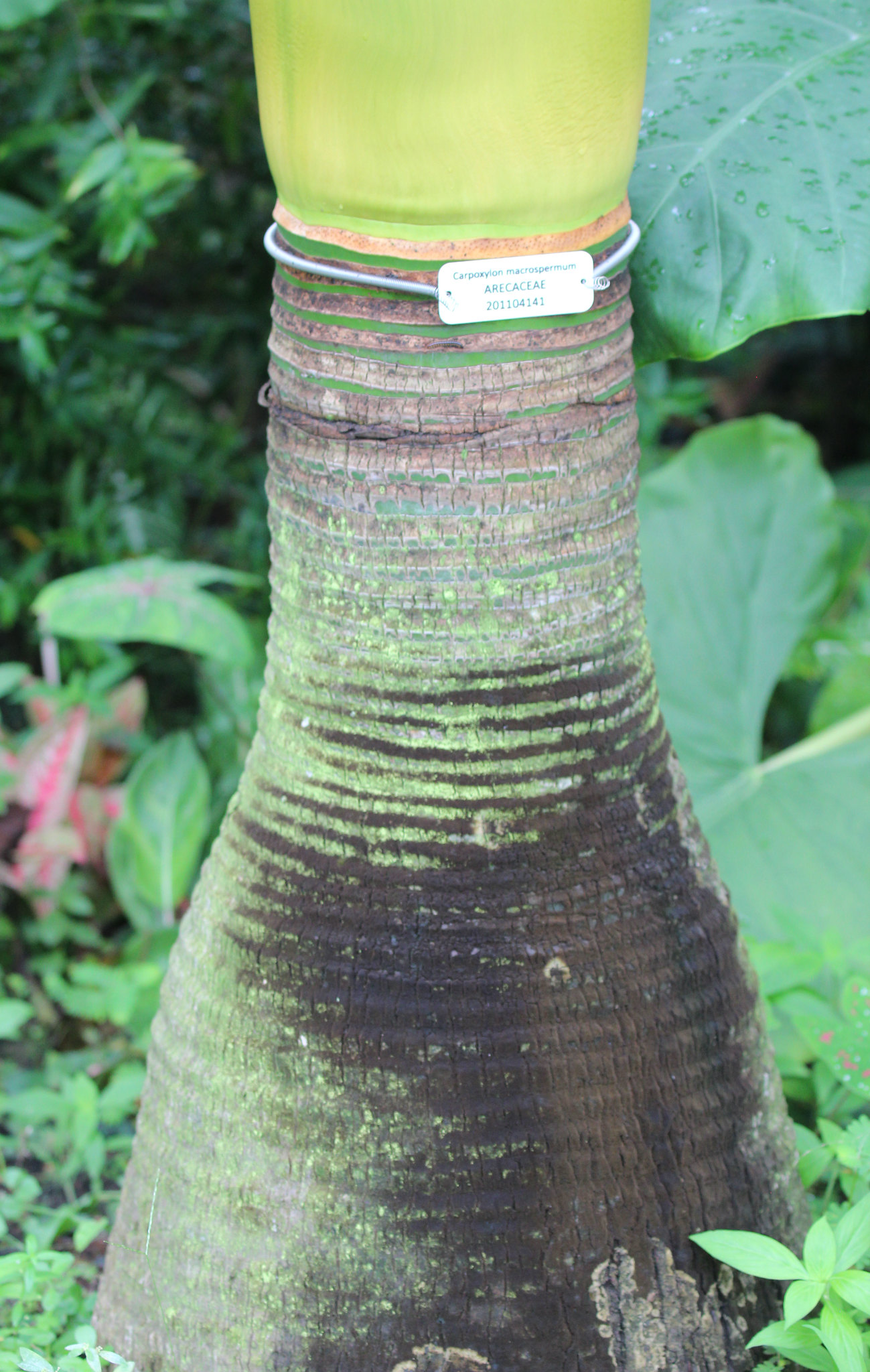 아네이튬 야자줄기 Carpoxylon macrospermum trunk