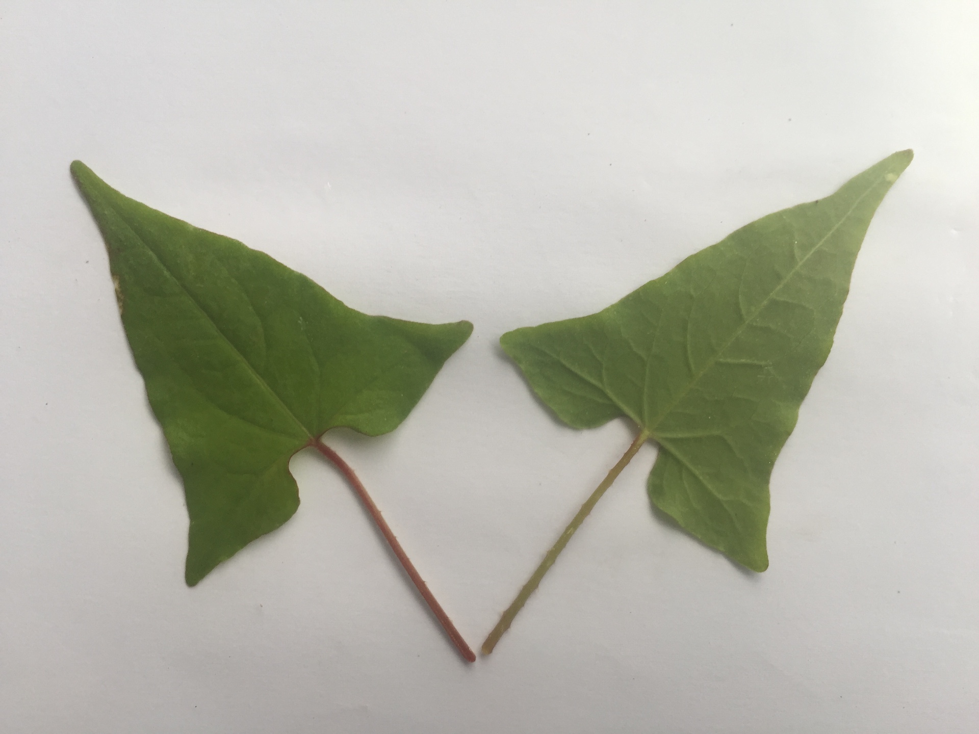 며느리배꼽 잎 Persicaria perfoliata (L.) H.Gross leaf