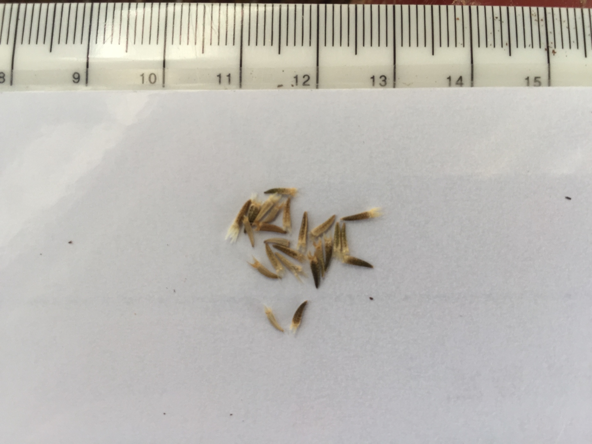 엑서란테멈 씨앗 Xeranthemum annuum seed