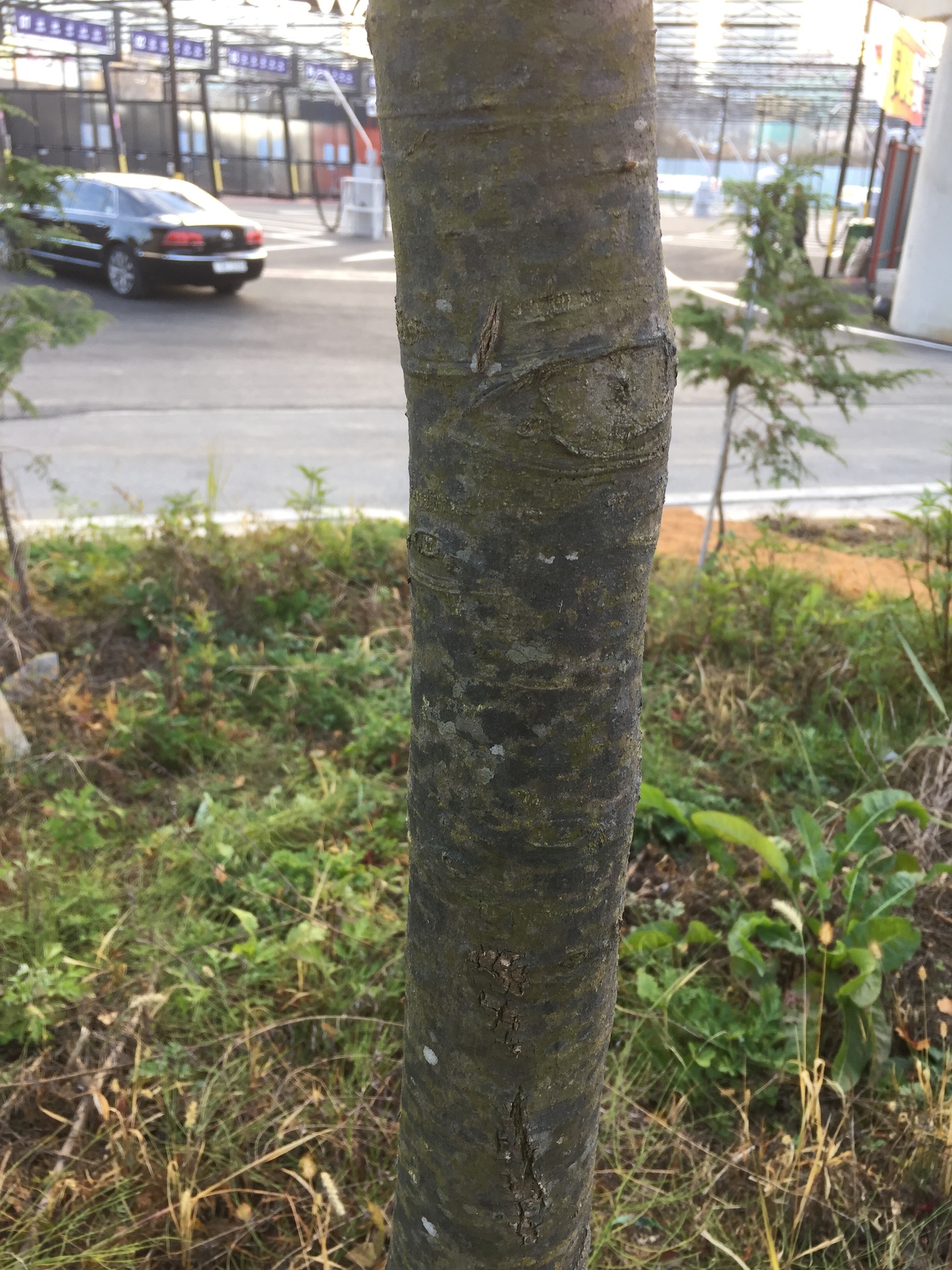 가시나무줄기 Quercus myrsinaefolia Blume trunk