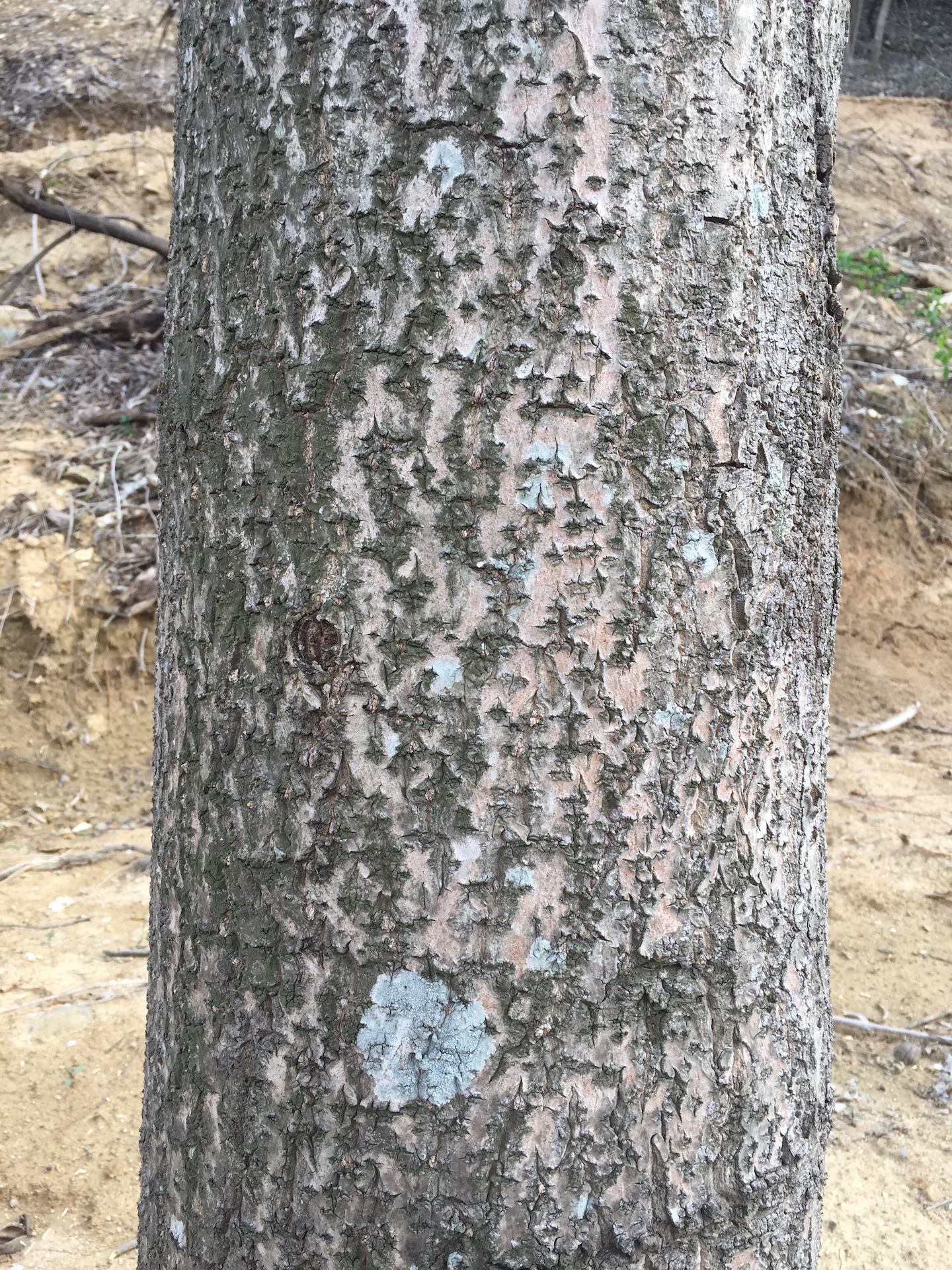오동나무줄기 Paulownia coreana Uyeki trunk