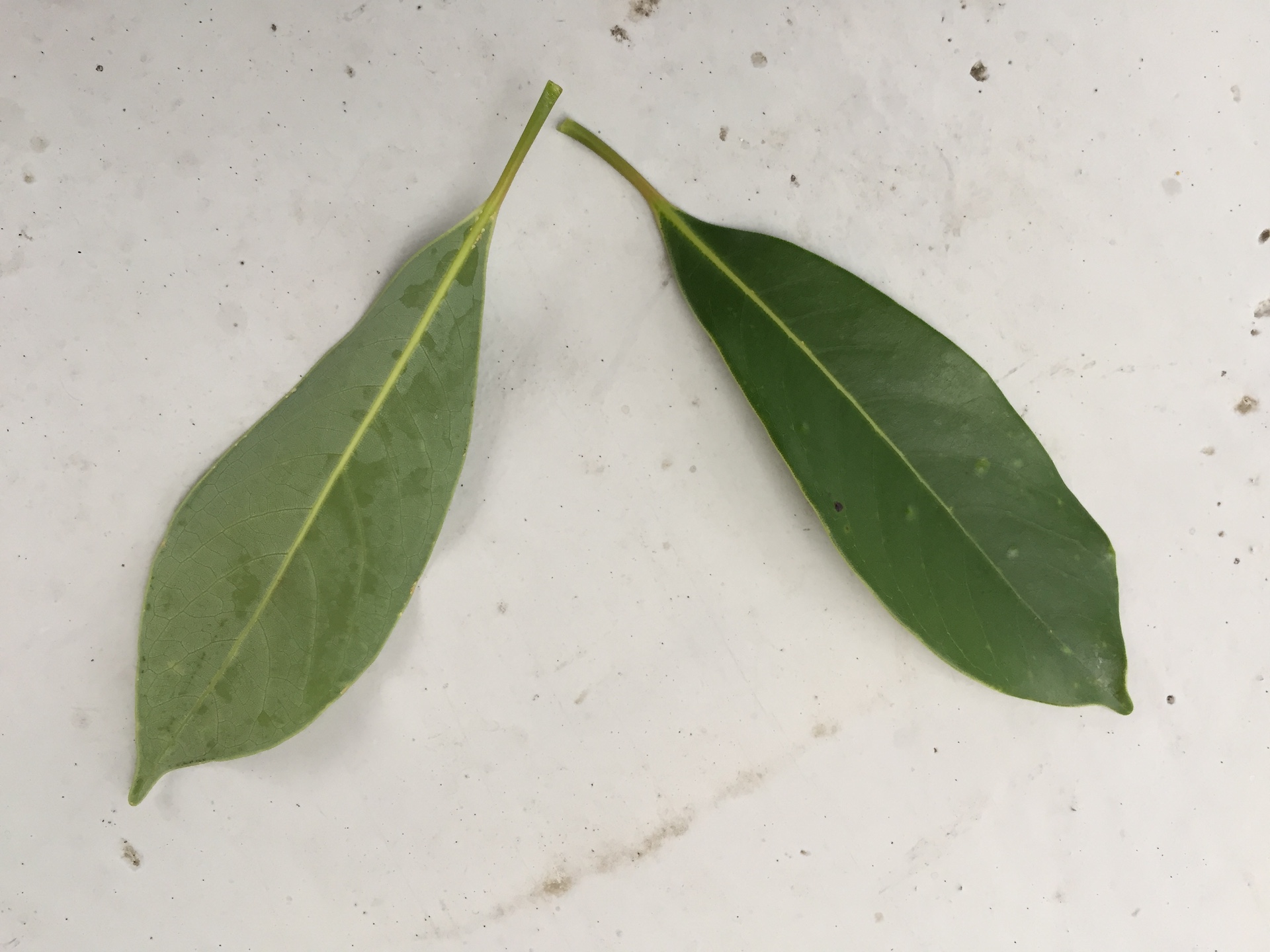후박나무 잎 Machilus thunbergii leaf