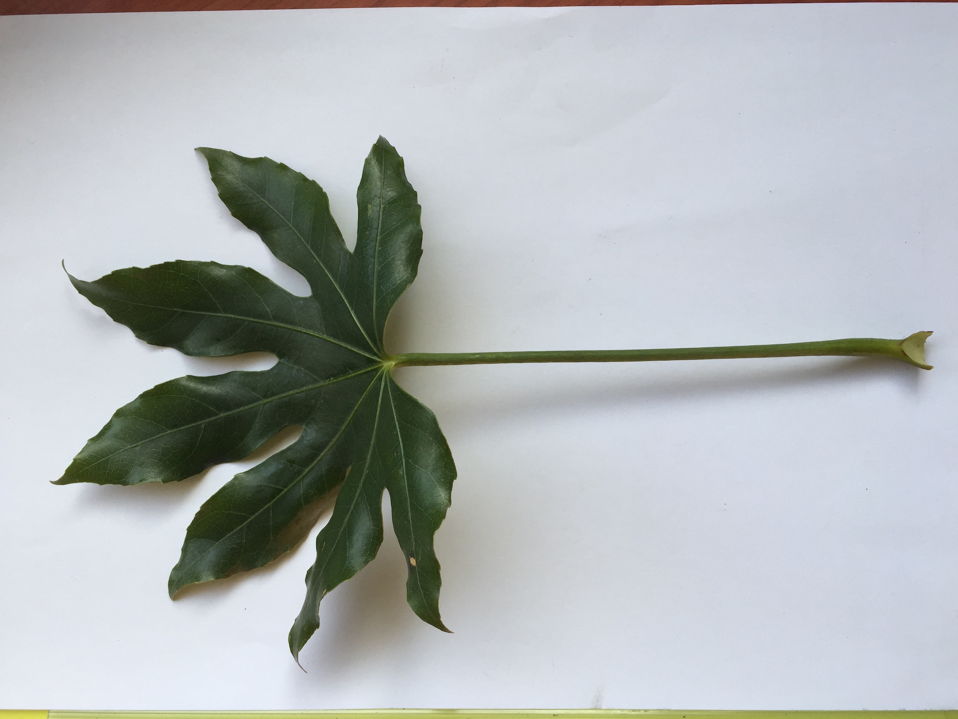 팔손이 잎 Fatsia japonica (Thunb.) Decne. & Planch. leaf
