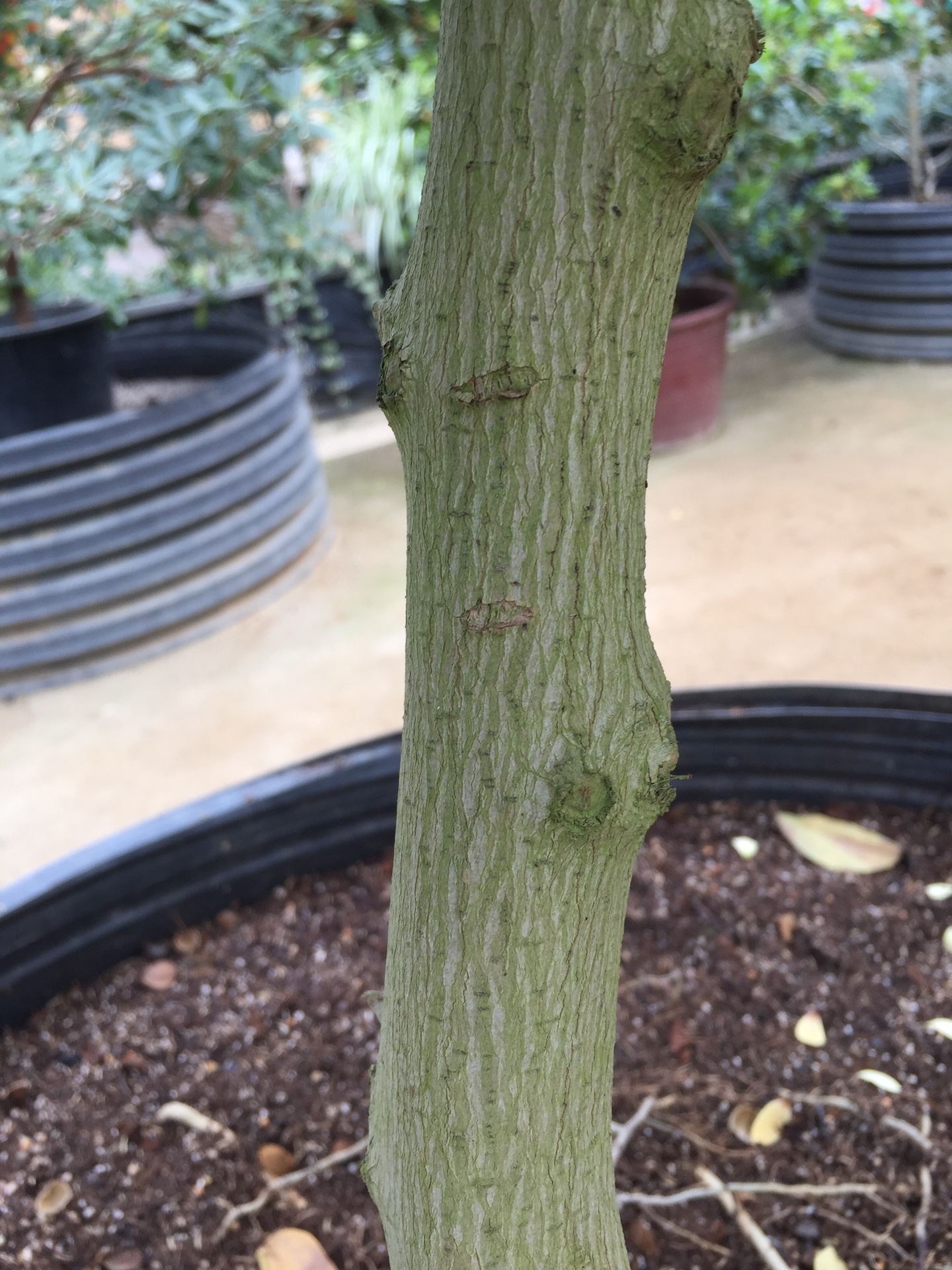 함소화줄기 Magnolia figo trunk