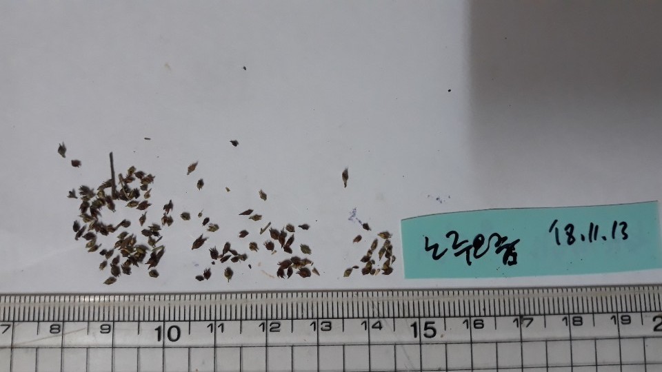 노루오줌 씨앗 Astilbe chinensis var.davidii seed