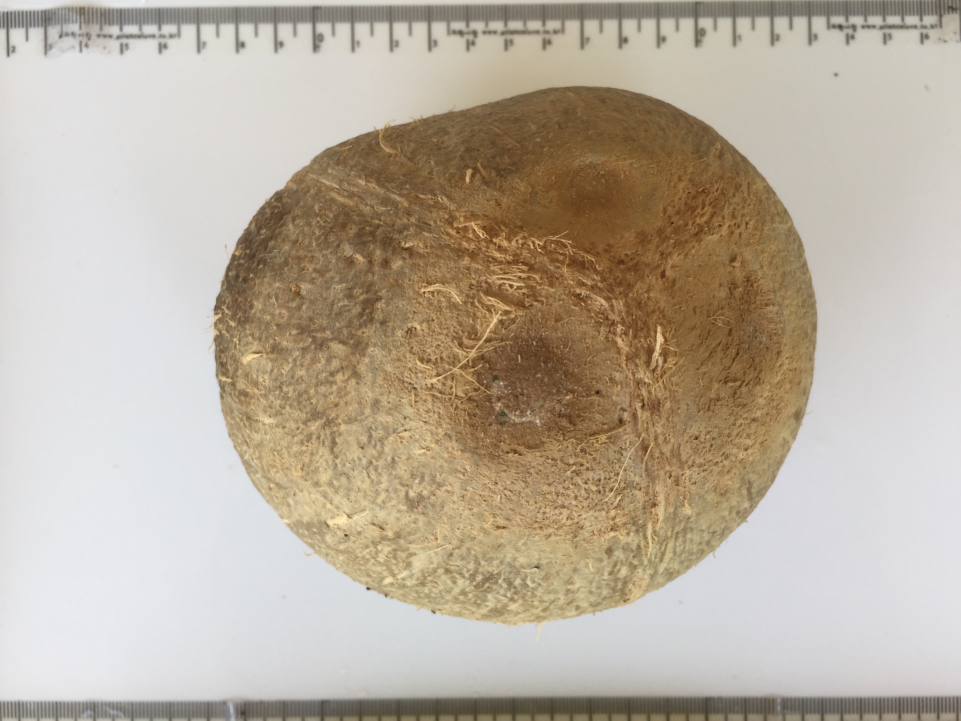 코코넛야자 씨앗 Cocos nucilera L. seed