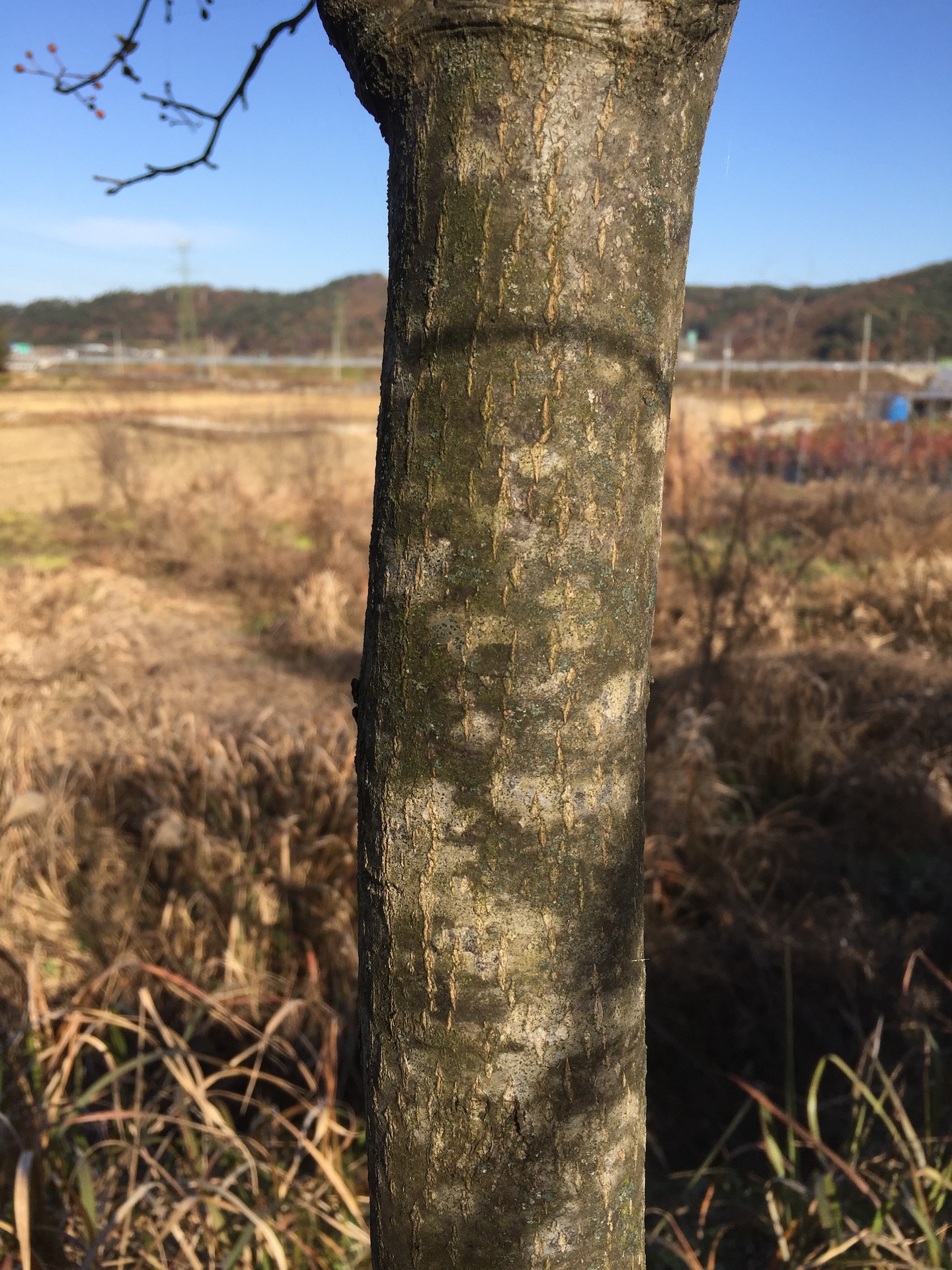 팥배나무줄기 Sorbus alnifolia (Siebold & Zucc.) K.Koch trunk