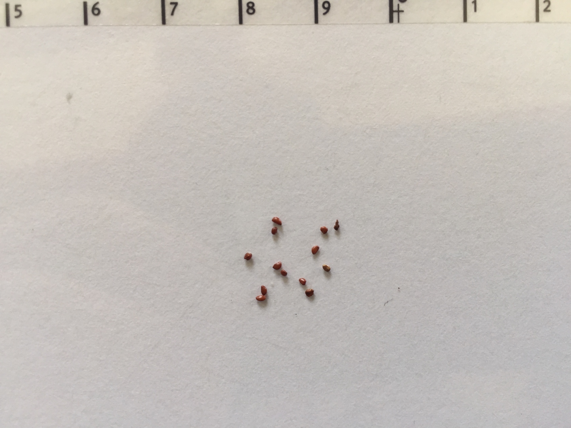 가울테리아 씨앗 Gaultheria procumbens L. seed