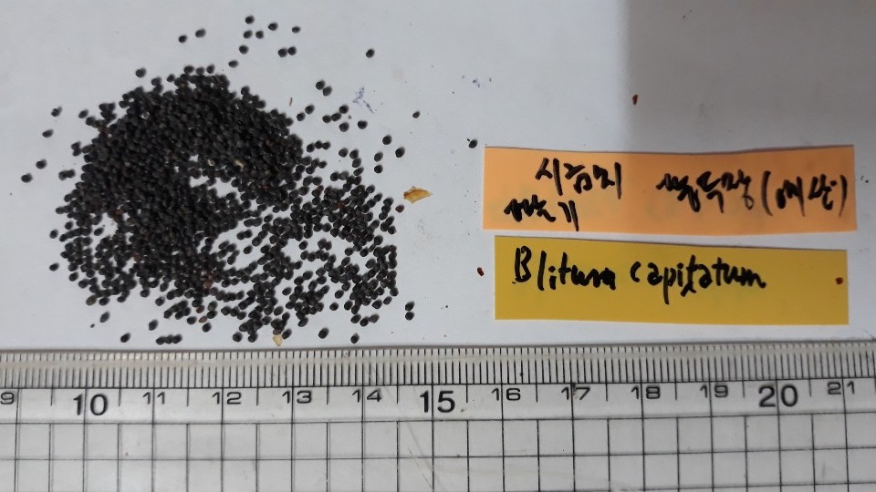 시금치 씨앗 Spinacia oleracea L. seed