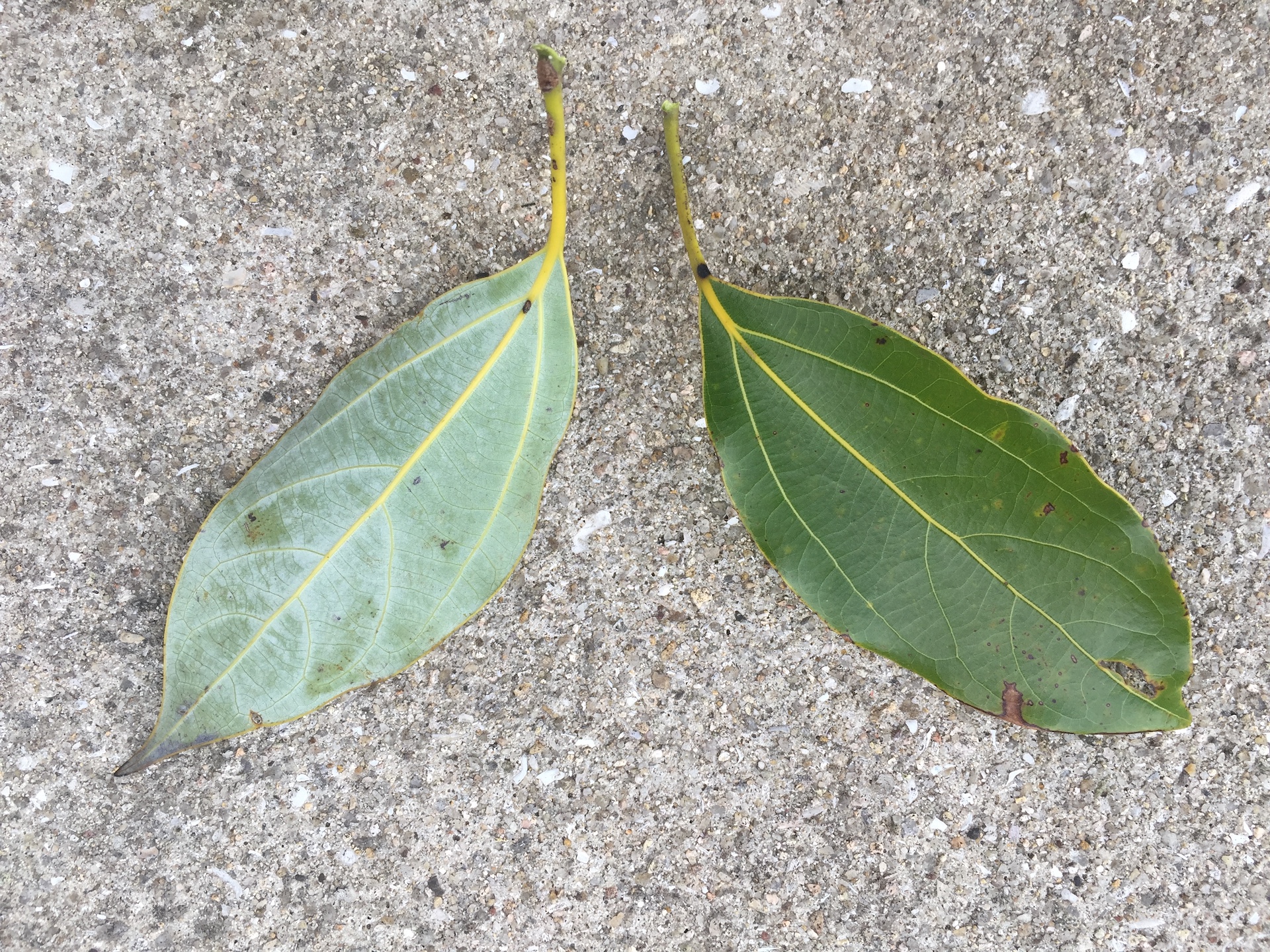 참식나무 잎 Neolitsea sericea (Blume) Koidz. leaf