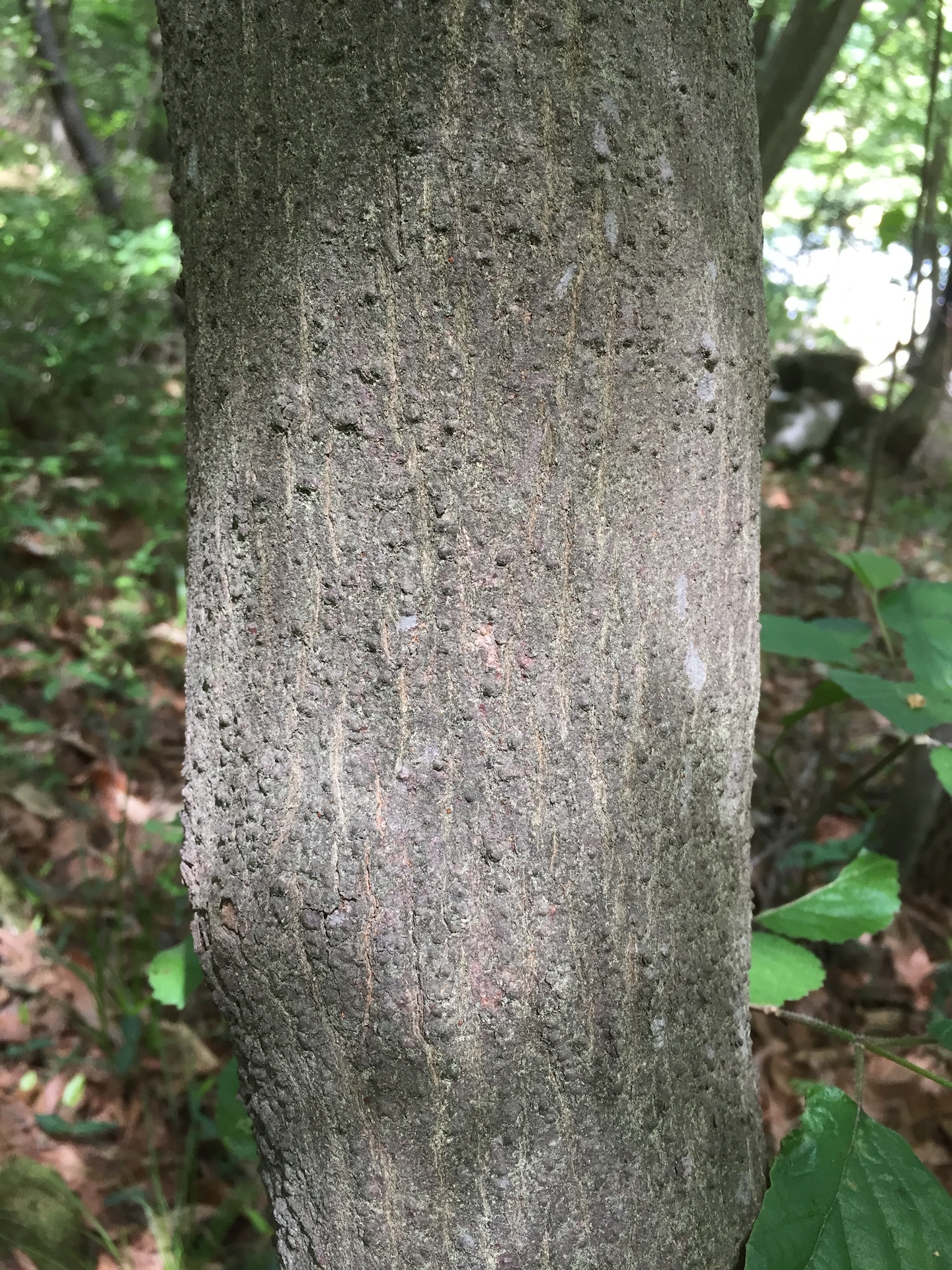 때죽나무줄기 Styrax japonica trunk