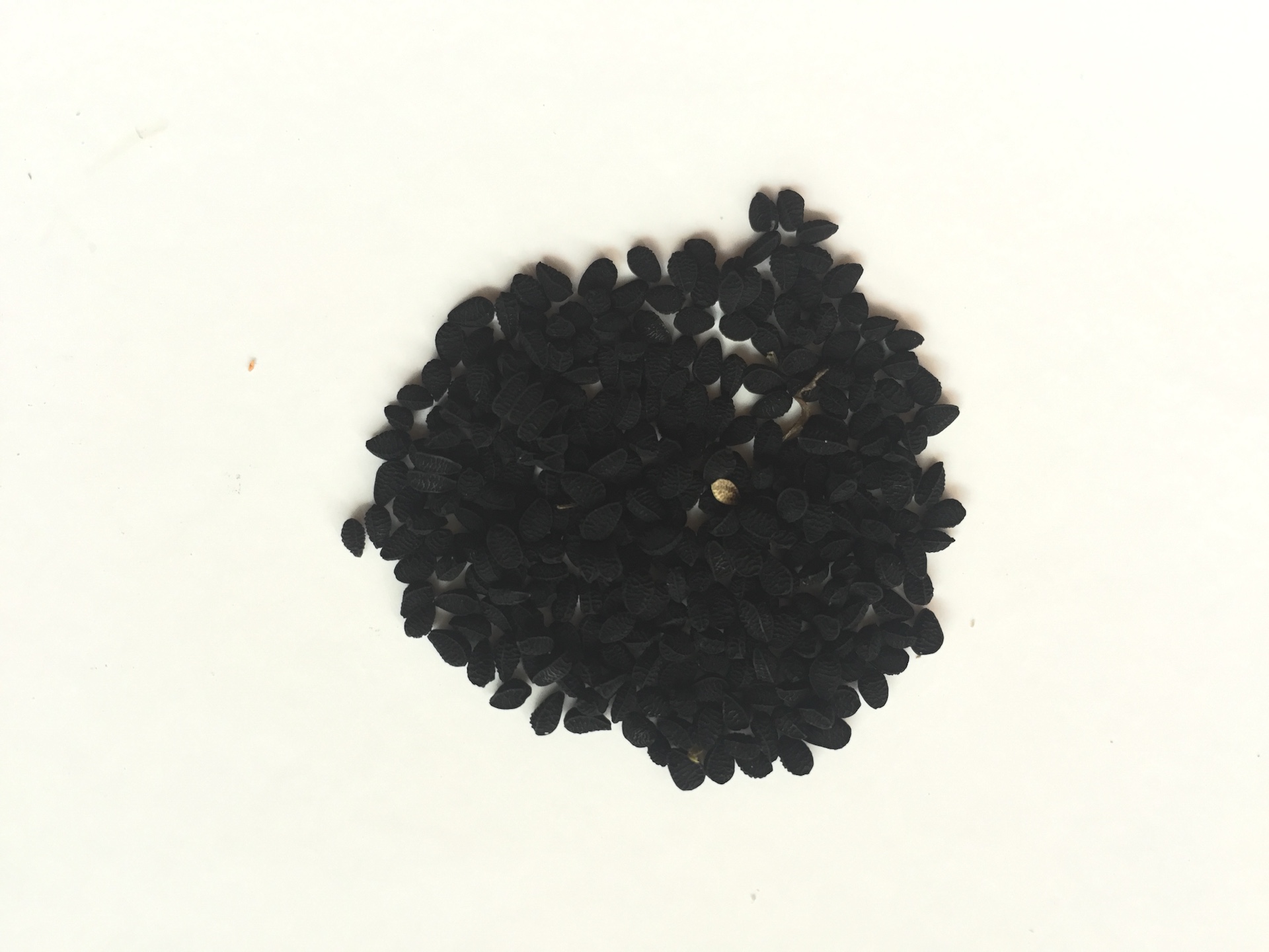 니켈라 씨앗 Nigella damascena seed