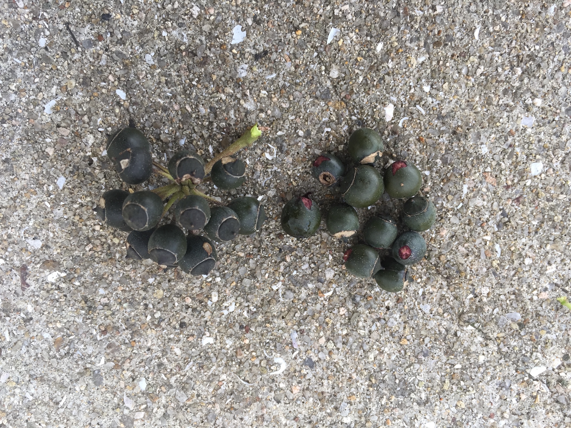송악 씨앗 Hedera rhombea (Miq.) Bean seed