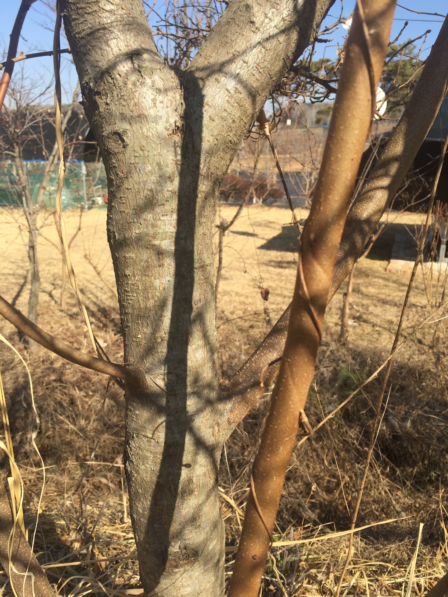 뜰보리수줄기 Elaeagnus multtiflora trunk